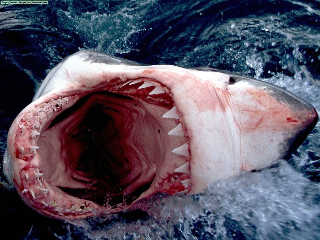raw food, indoors, food, mouth open, underwater, animal body part, animal, marine, nature, seafood, shark, freshness, food and drink, one animal, sea, 480P, HD Wallpaper