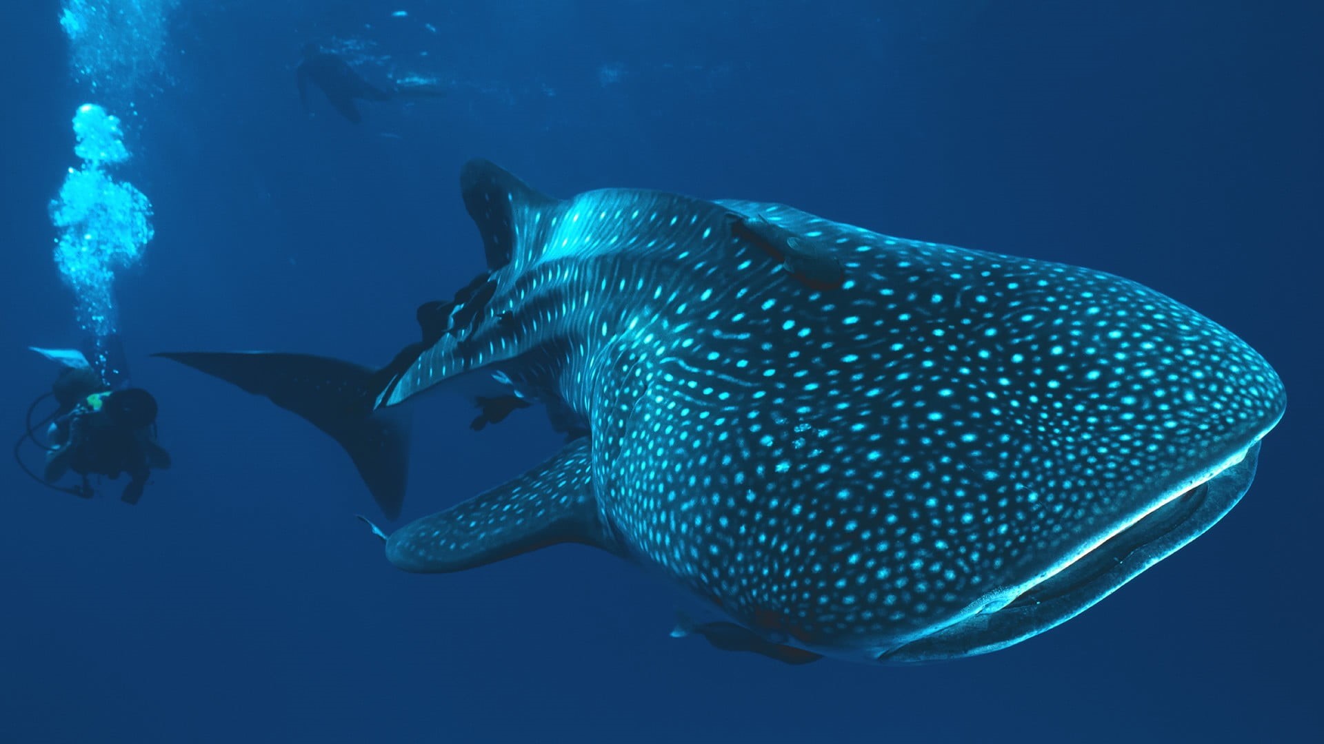 group of animals, fish, animal, sea, swimming, divers, nature, whale, water, animal wildlife, gray, animals in the wild, blue, marine, undersea, outdoors, HD Wallpaper