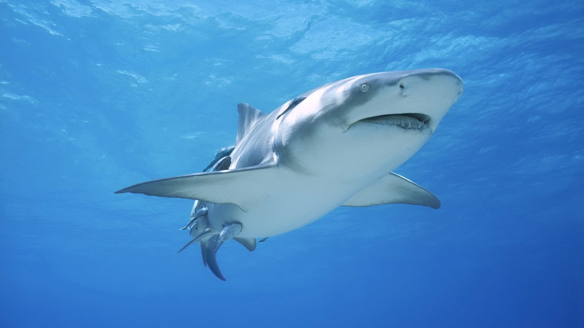 nature, aggression, undersea, one animal, animal themes, vertebrate, survival, animal, swimming, marine, shark, white, underwater, hunting, animals hunting, HD Wallpaper
