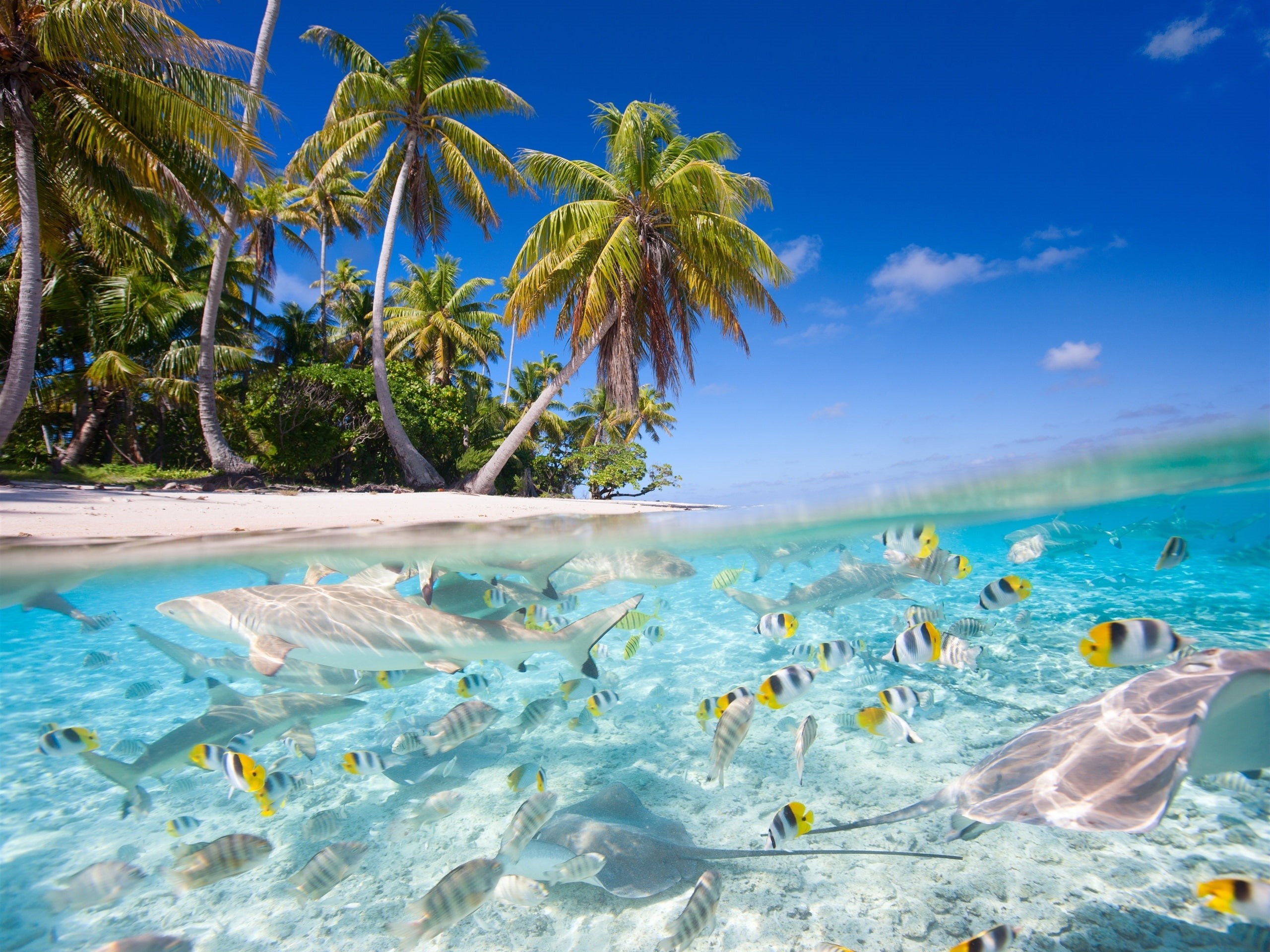 Sharks, Beach, Scenery, Sea, Fish, Palm, 2K, Tropical, Trees, HD Wallpaper
