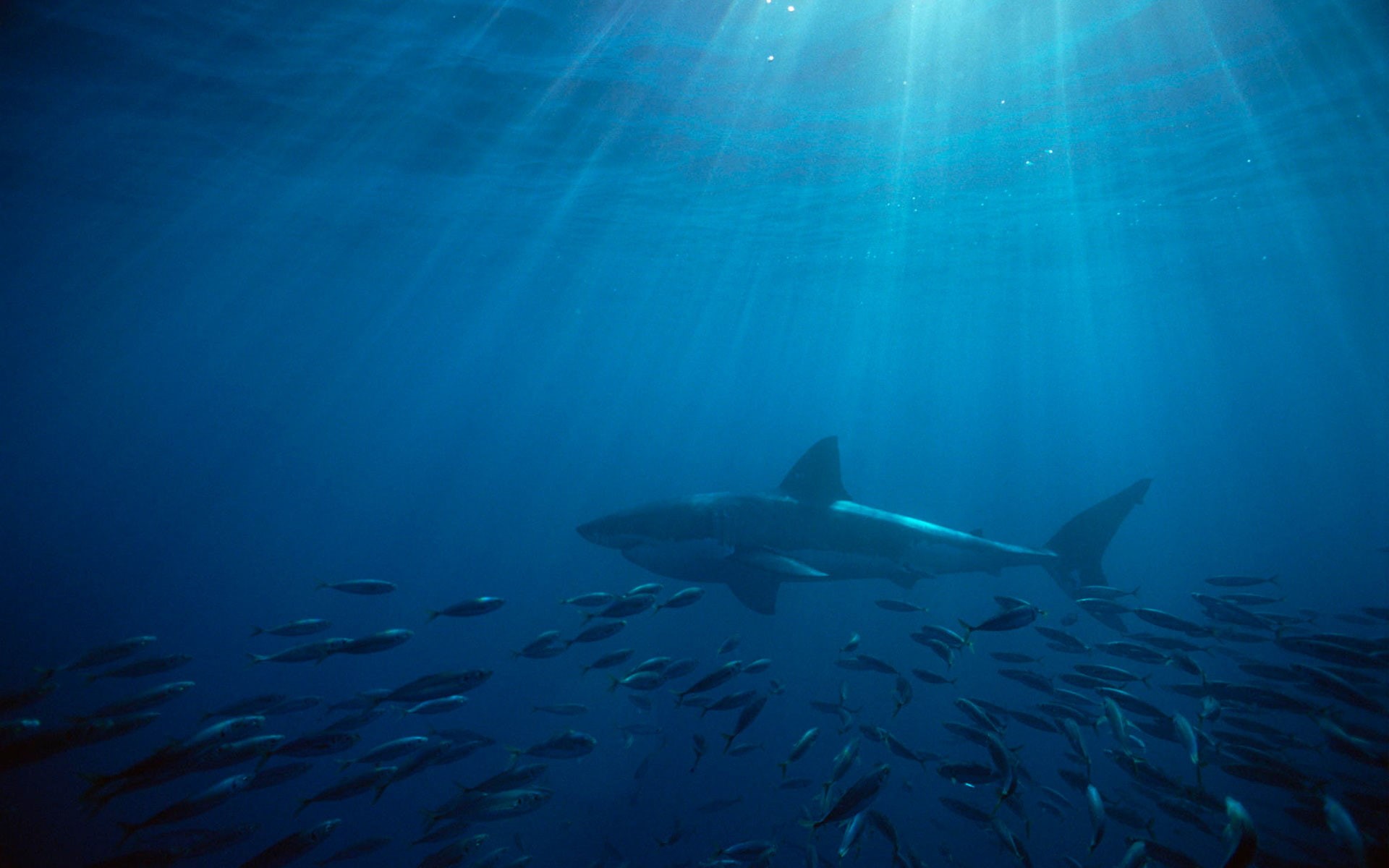 great, white, 1080P, shark, australia, HD Wallpaper