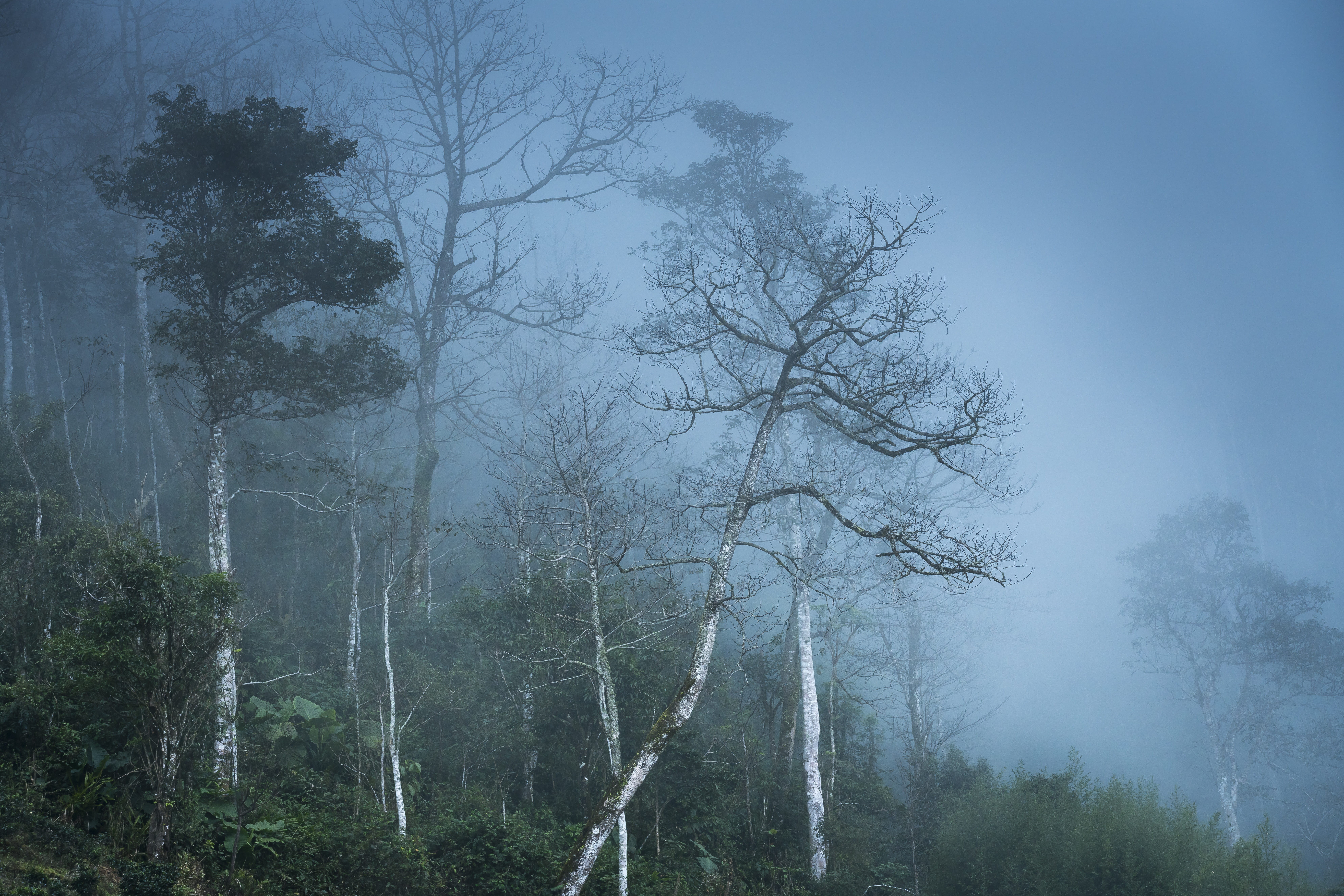 fog, tree trunk, page, outdoors, field, beauty in nature, land, pattern, green, tree, season, tranquility, ha giang, tranquil scene, thick, growth, natural, HD Wallpaper