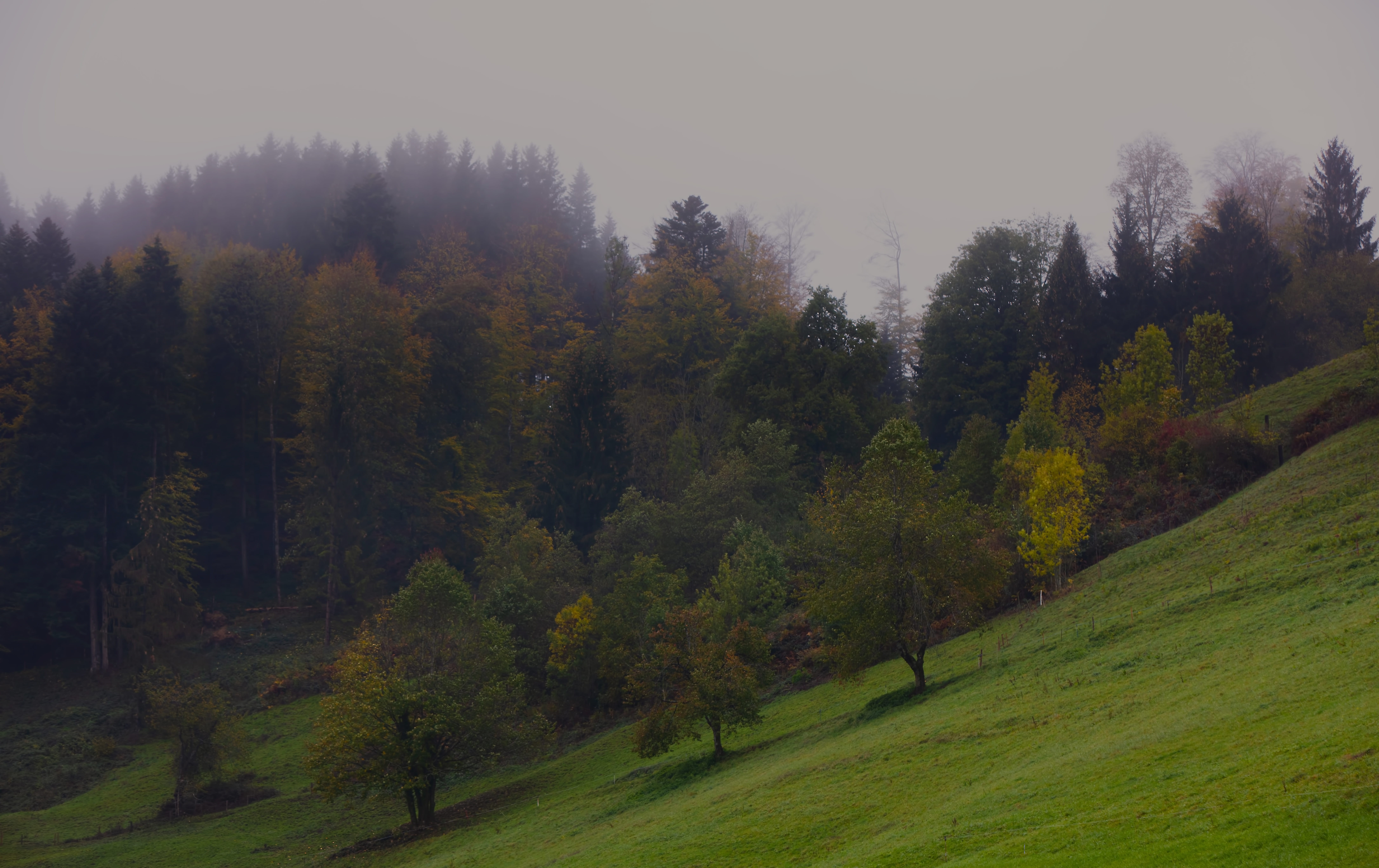 8K, outdoors, change, hill, beauty in nature, sky, fog, growth, mountain, scenics - nature, autumn, switzerland, coniferous tree, day, environment, farm, HD Wallpaper