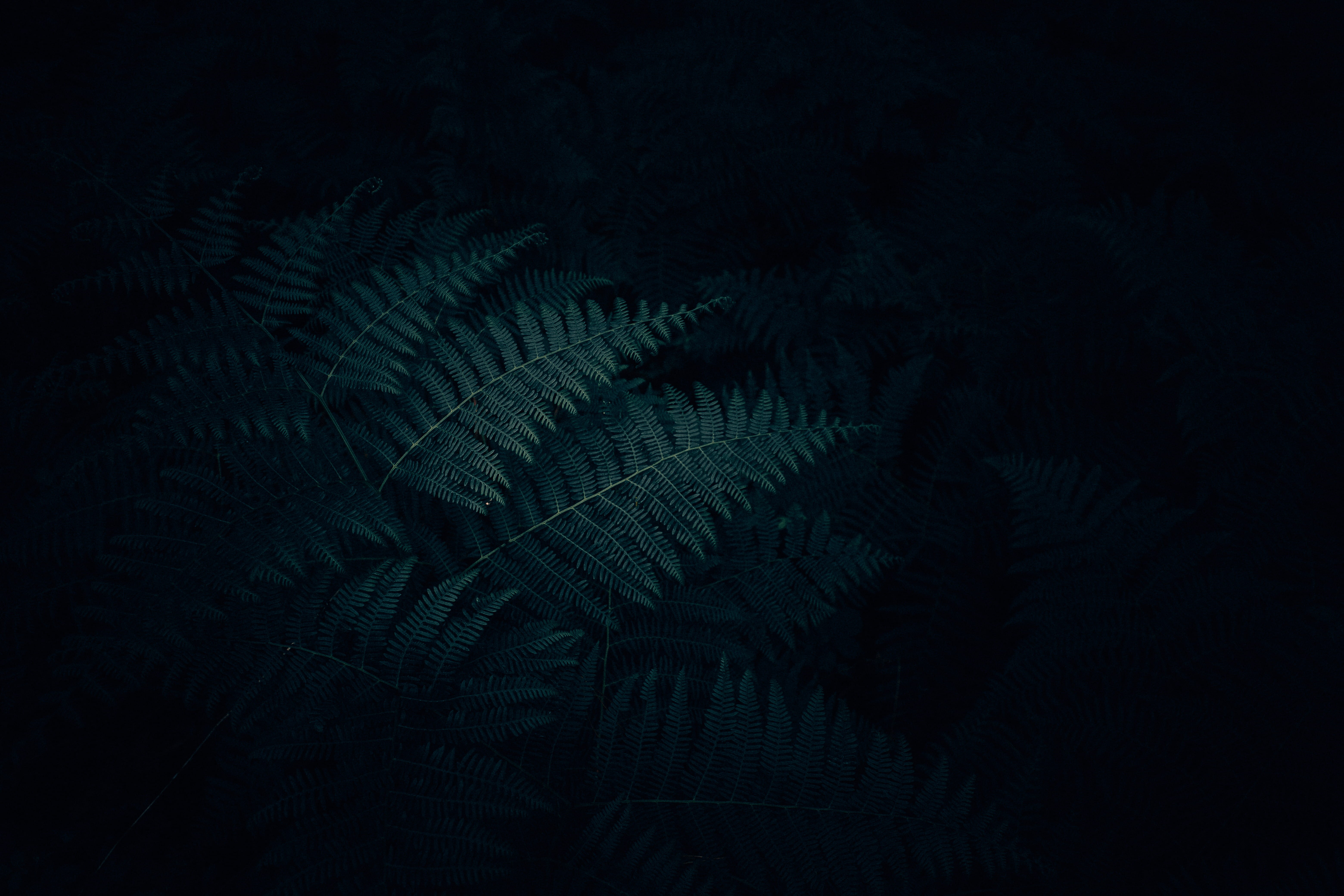 fern, 5K, green Color, no People, textured, light, close-up, leaf, pattern, mood, textured Effect, green, minimal, shadow, frond, abstract, forest, dark, HD Wallpaper