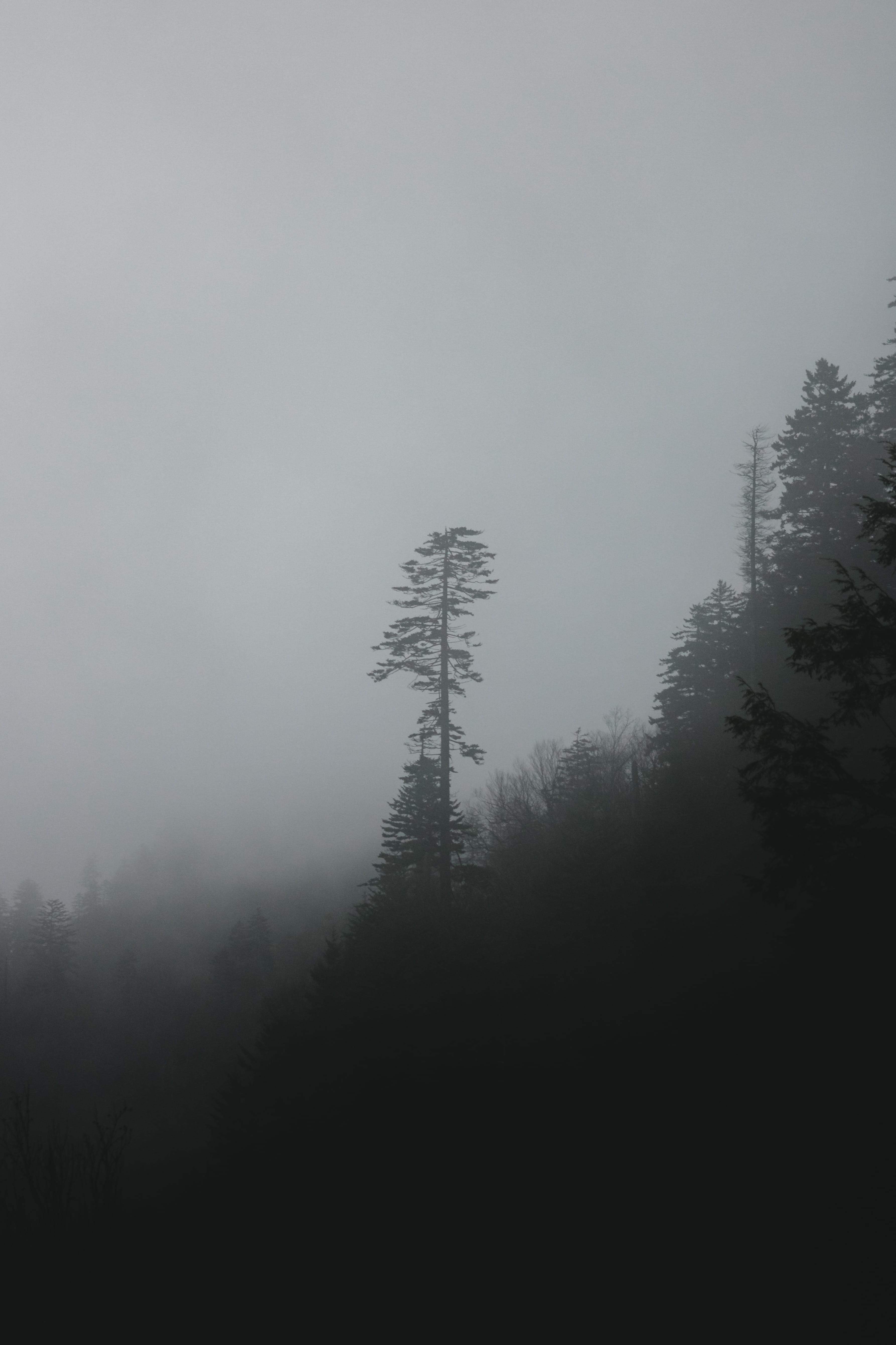 idyllic, tree, outdoors, mountain, coniferous tree, cold, background, forest, scenics - nature, day, plant, smoky, pines, growth, environment, Phone HD Wallpaper