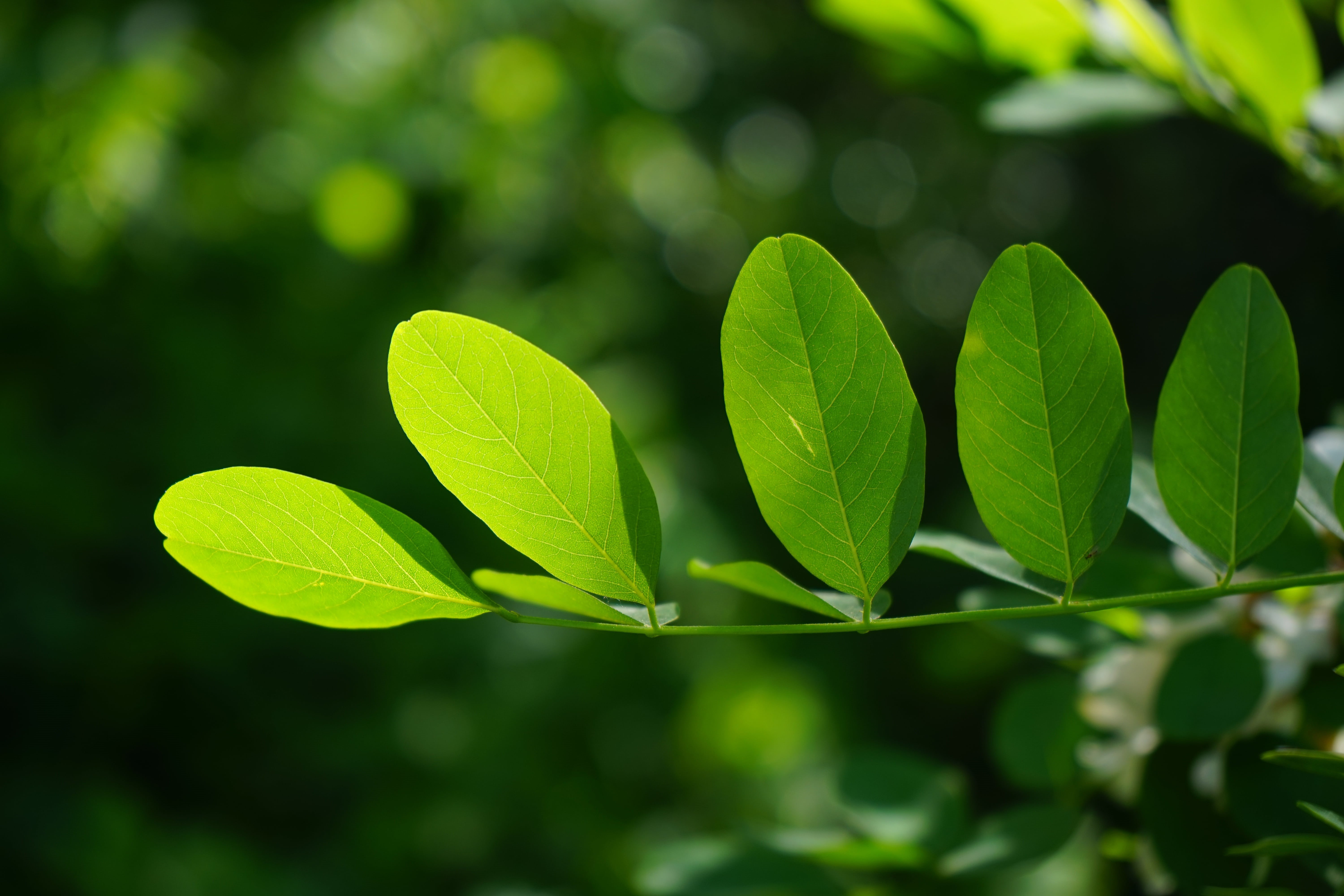 green, springtime, tranquility, summer green, bright green, forest, bright, backgrounds, selective focus, leaf veins, bees, shades of green, filigree, branch, HD Wallpaper