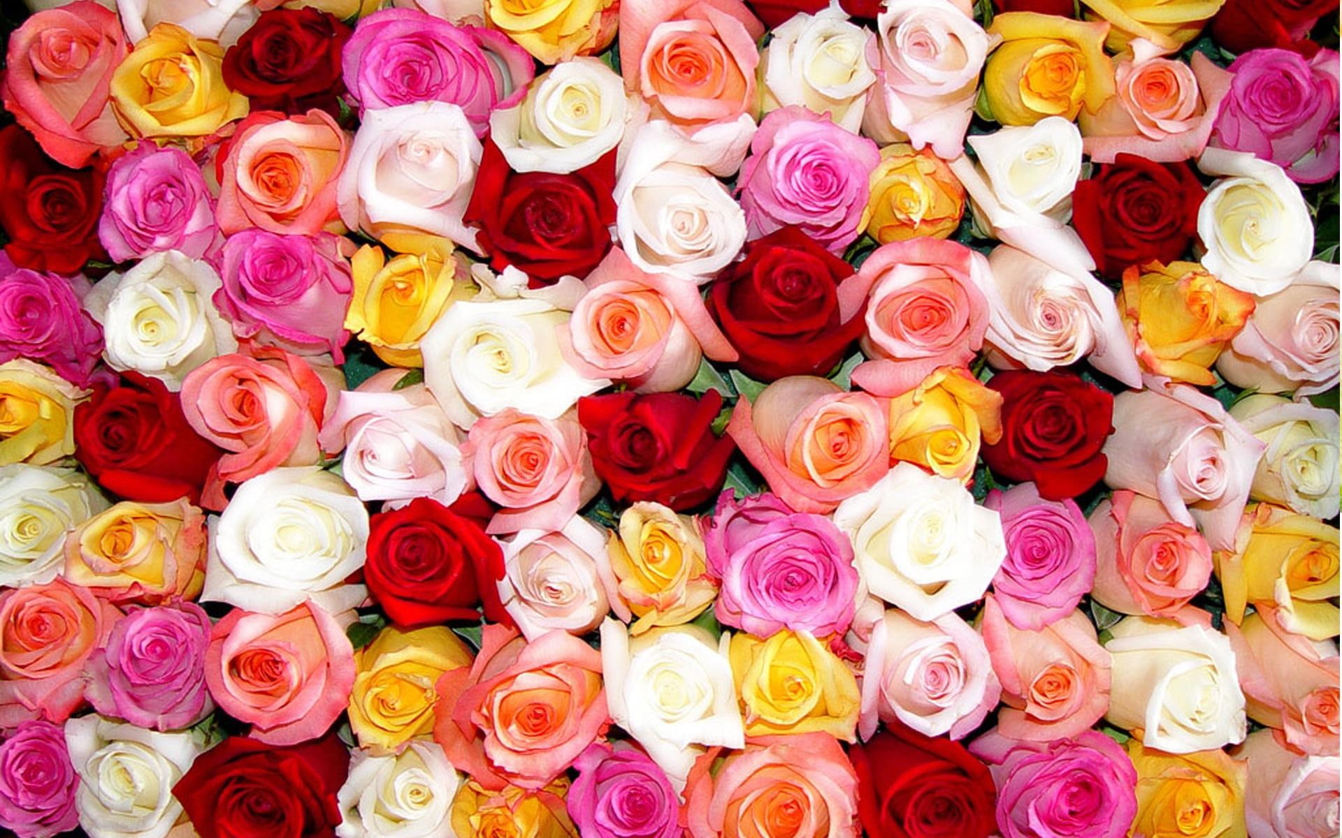 pink, roses, dozen, petal, white, bouquet, rose, 3d and abstract, 1080P, flower, red, yellow, HD Wallpaper