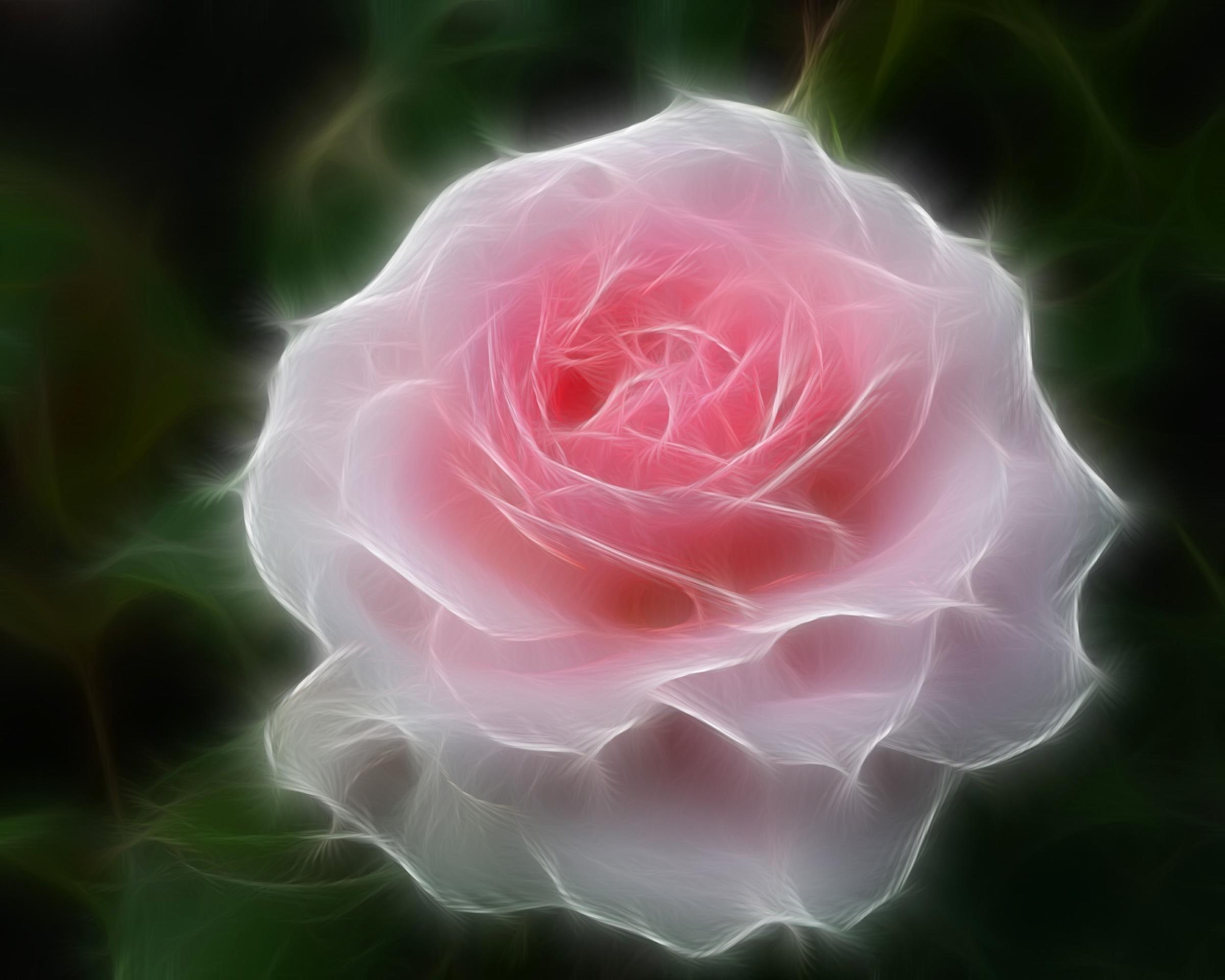 3d and abstract, beautiful, flower, rose, nature, 1080P, pink, HD Wallpaper