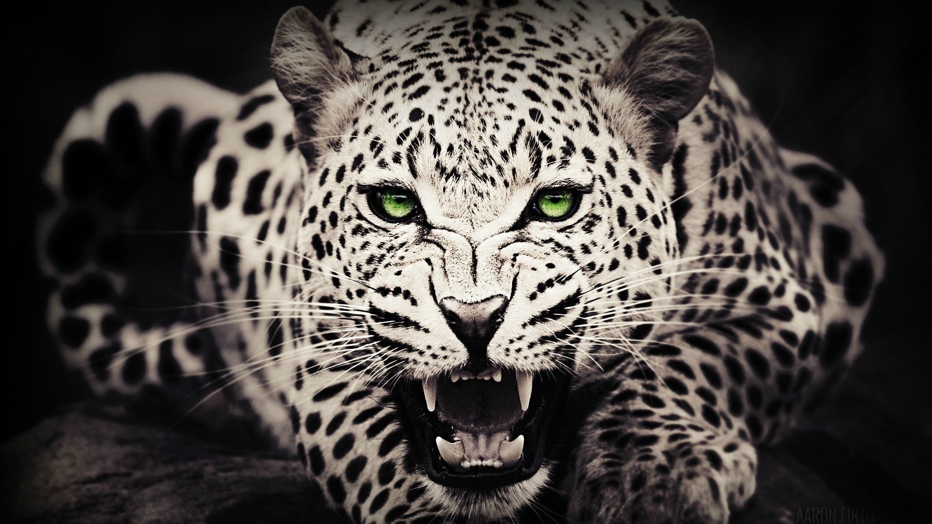 vertebrate, portrait, mouth open, teeth, 1080P, no people, white, looking at camera, big cats, close-up, carnivora, animals, mammal, Photoshop, black background, HD Wallpaper