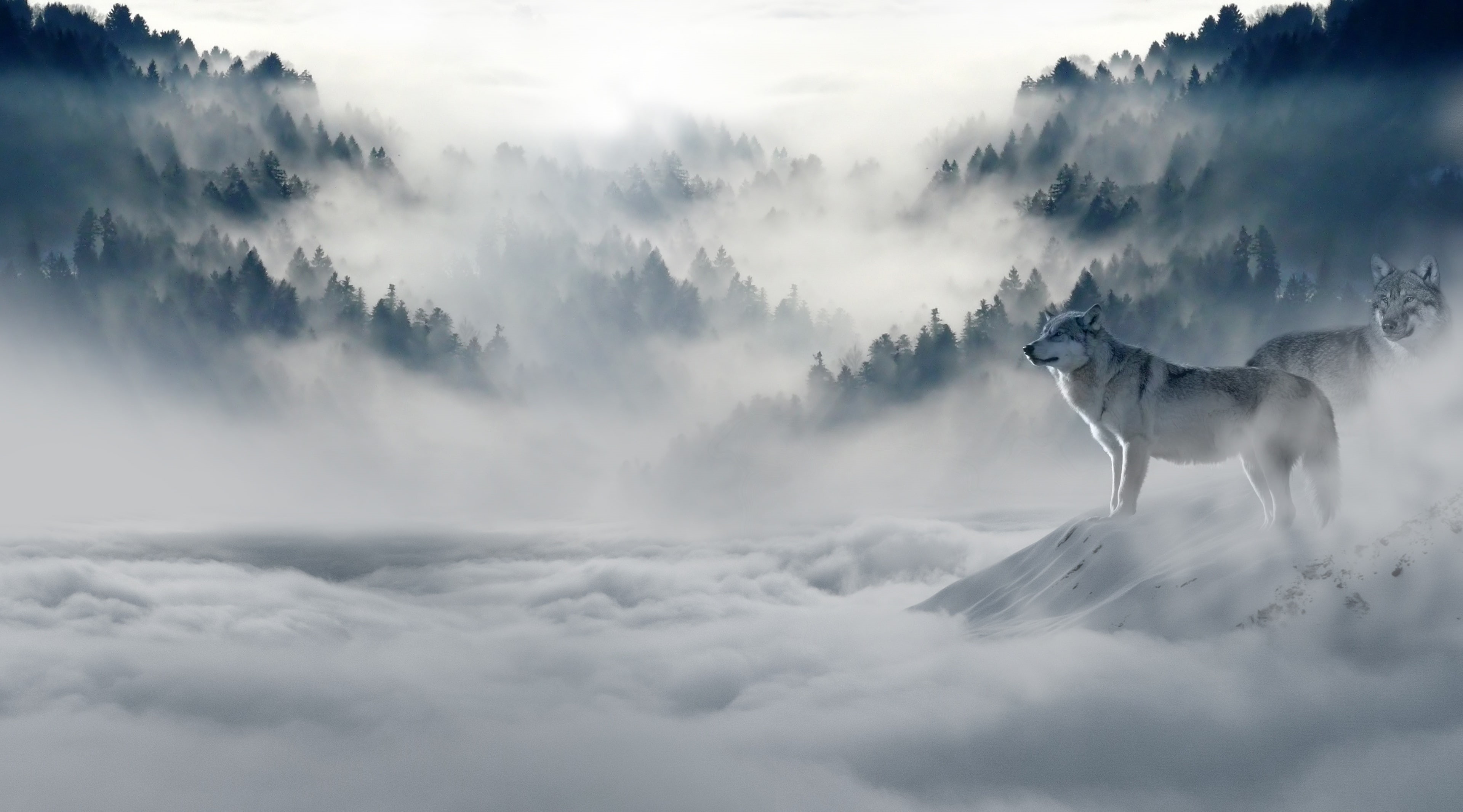 Chase, one animal, no people, Mist, canine, dog, vertebrate, sky, gray, Hunger, beauty in nature, pets, Wolves, domestic, Wolf, photomanipulation, Winter, HD Wallpaper
