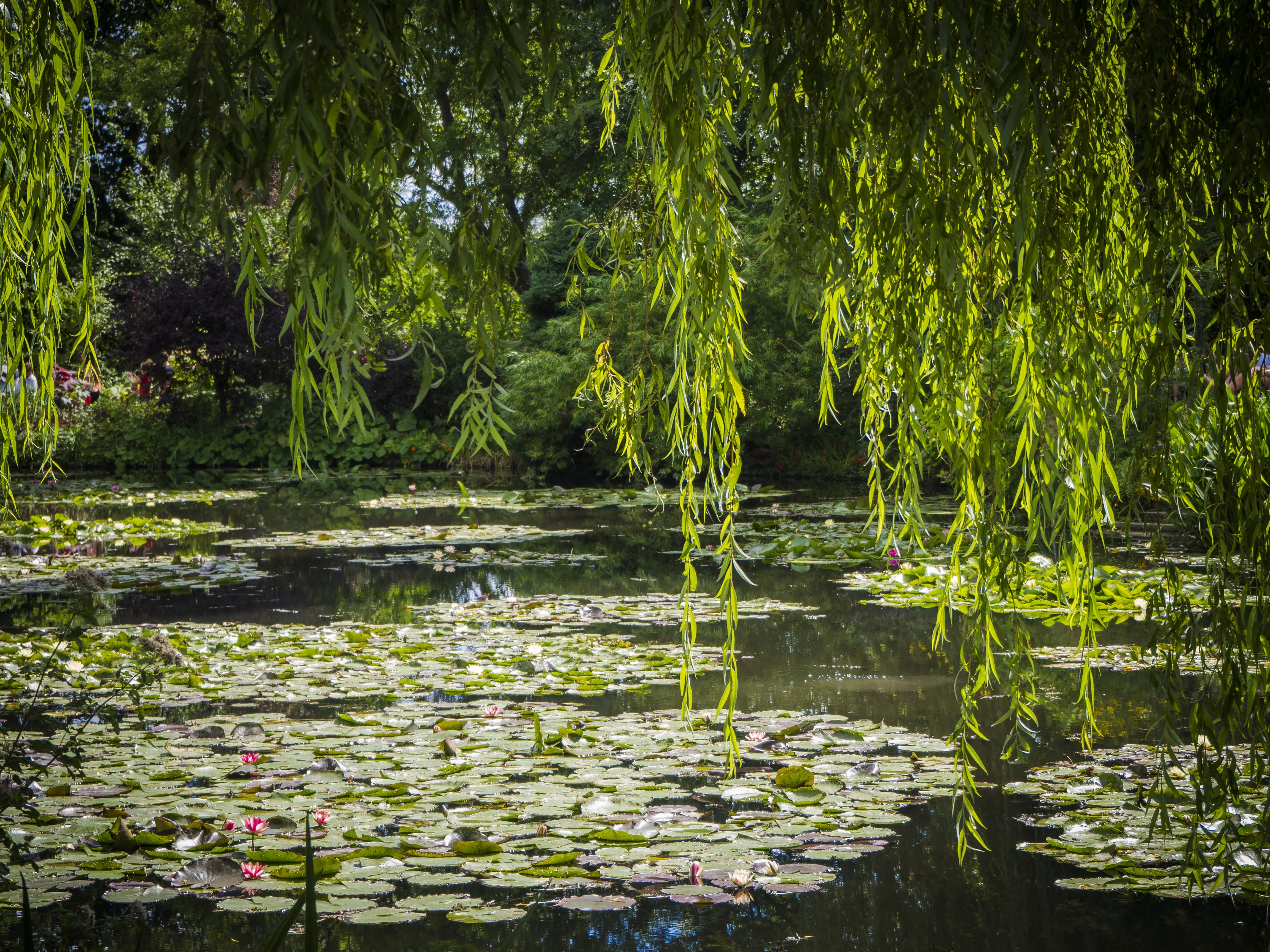 forest, claude monet foundation, nature, leaf, outdoors, tranquility, growth, lotus water lily, swamp, no people, giverny, reflection, tranquil scene, beauty in nature, HD Wallpaper