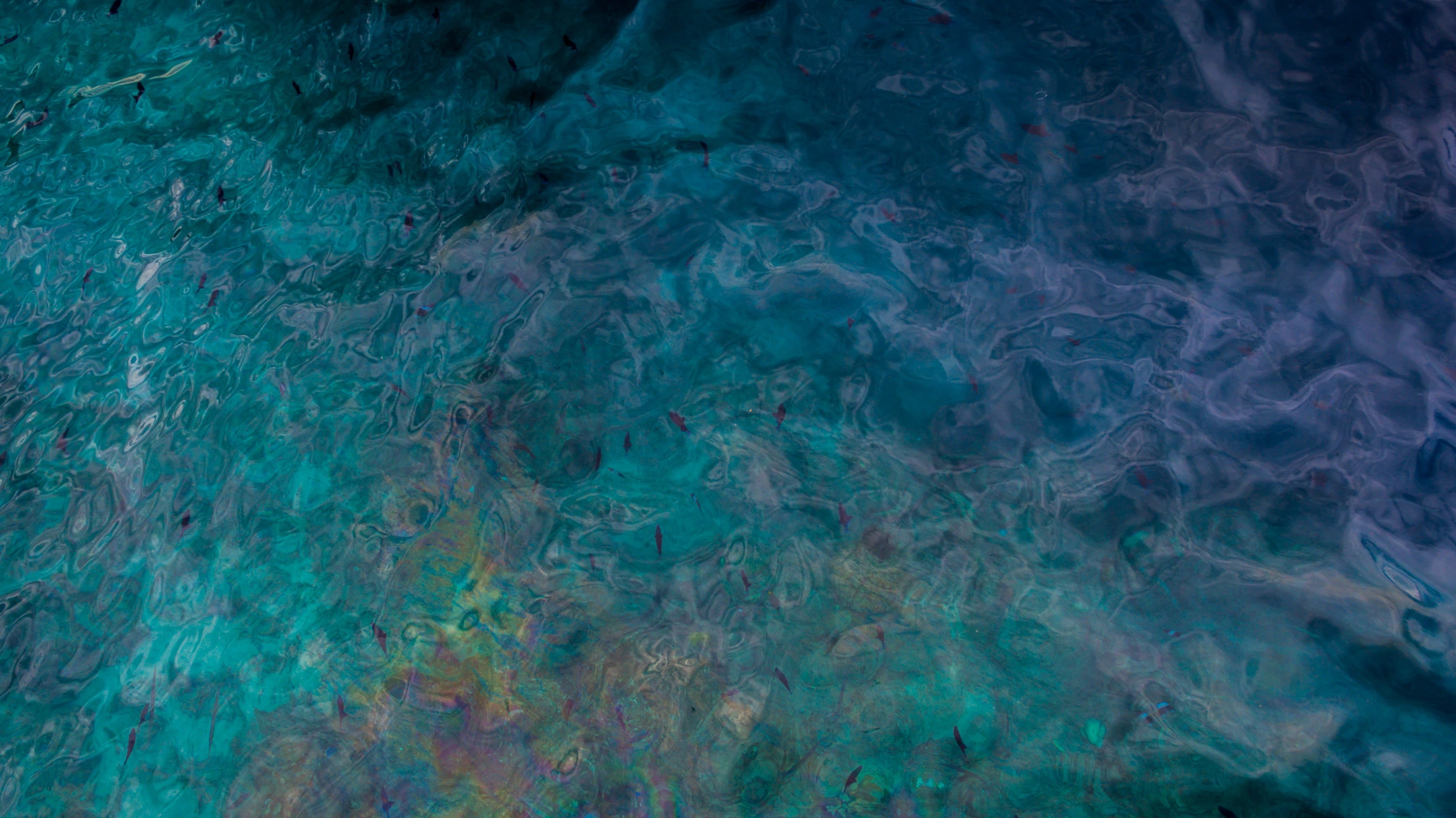painitng, sea, motion, outdoors, waterfront, water, close-up, no people, school of fish, pollution, abstract, blue, indoors, nature, environment, day, fish, HD Wallpaper