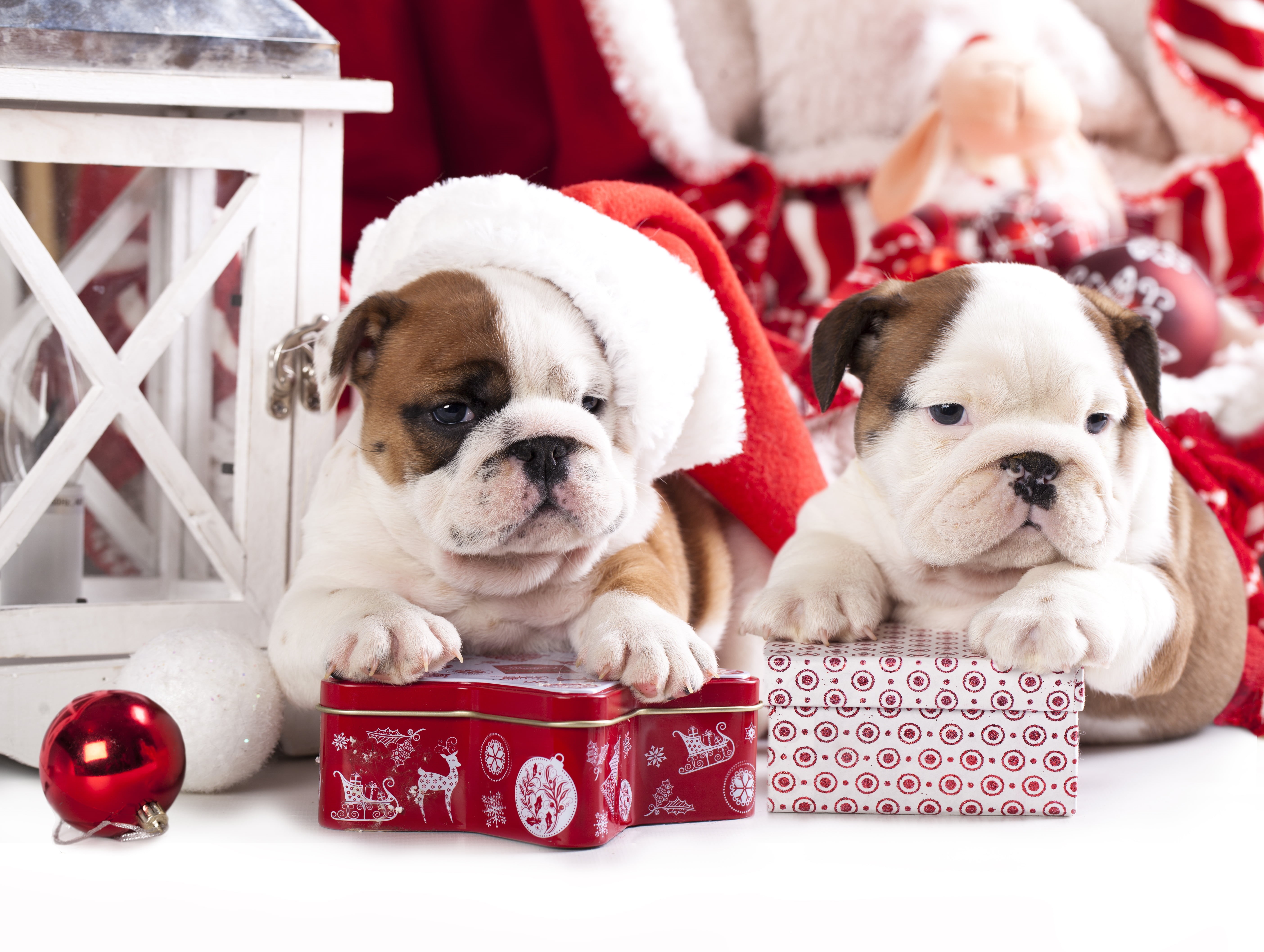 season, puppies, fun, domestic, dog, two, pets, cap, focus on foreground, gift, animal themes, purebred Dog, holiday, bulldog, canine, mammal, puppy, lap dog, HD Wallpaper