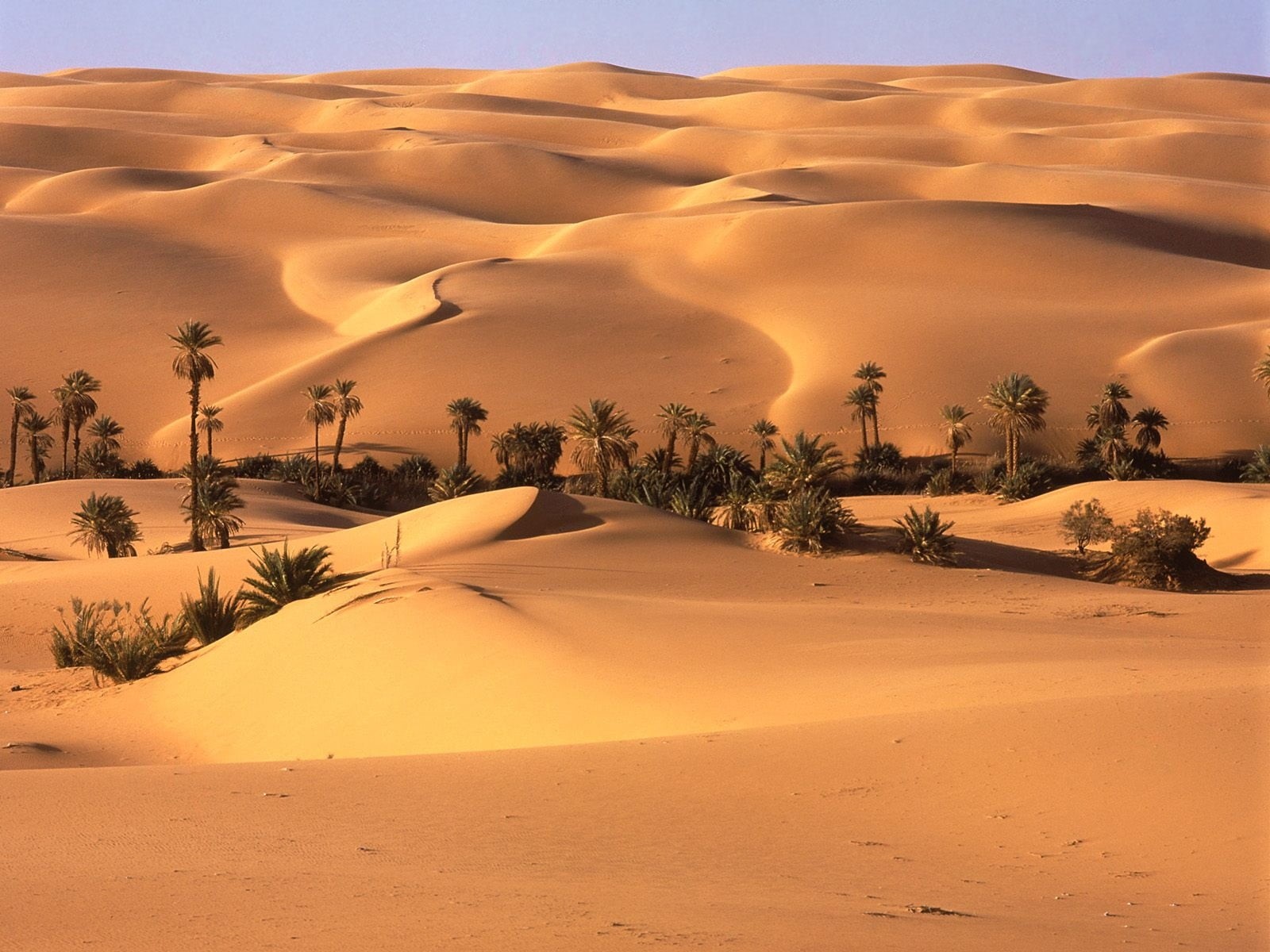 vegetation, plant, travel destinations, scenics - nature, tree, erg Chebbi Dunes, tranquility, sunset, remote, trees, illustration, desert, oasis, nature, HD Wallpaper