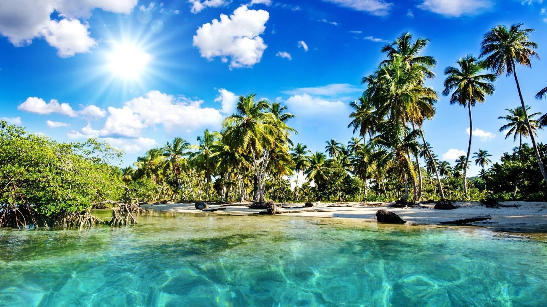 tranquil scene, tranquility, waterfront, sunlight, green color, 1080P, palms, day, palm, water, tropics, summer, coconut palm tree, sky, plant, no people, HD Wallpaper