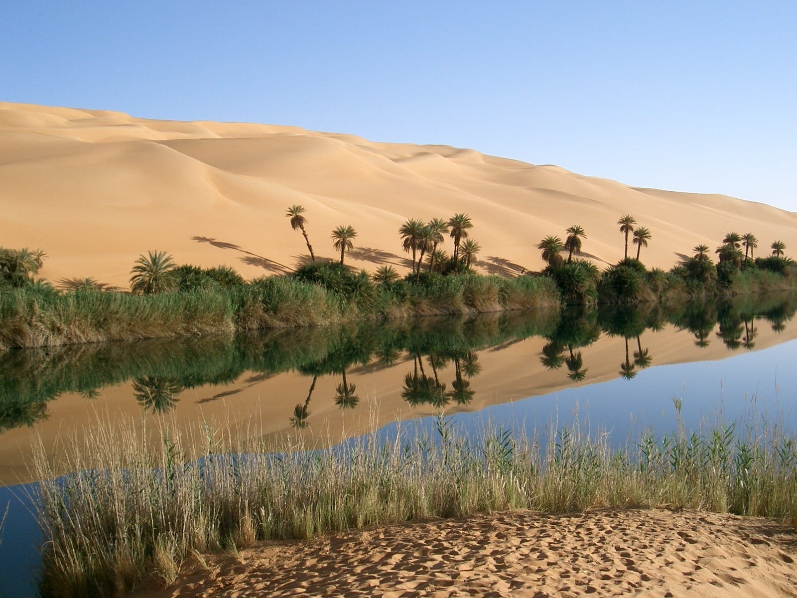 day, environment, arid climate, leaf, plant, Desert, outdoors, wadi al hayaa, lake, sahara, sand dunes, climate, mirroring, Palm Trees, bank, plants, scenics - nature, HD Wallpaper