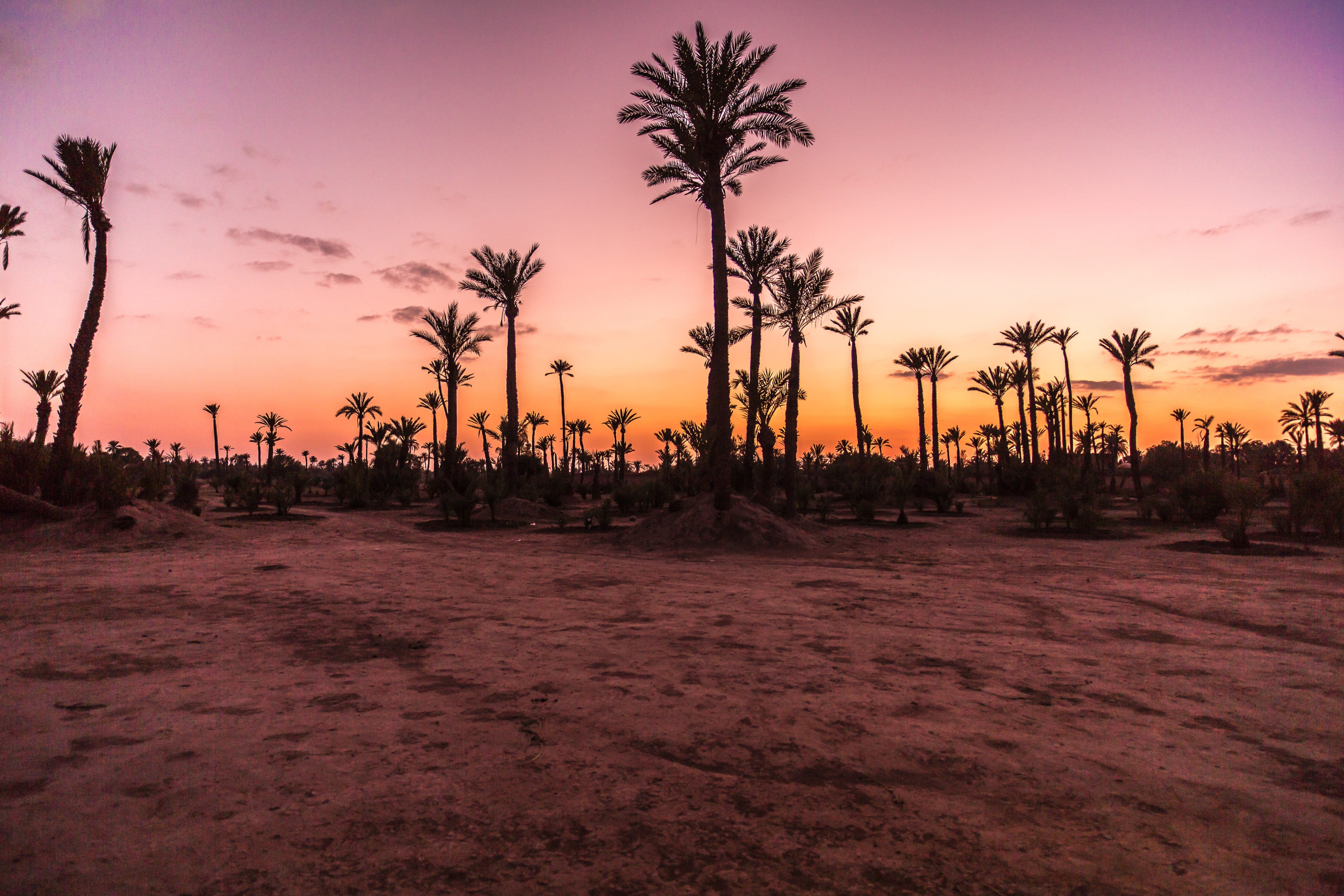 sky, beauty in nature, coconut palm tree, scenics - nature, brown, desert, morocco, plant, land, tranquil scene, idyllic, palm, beach, no people, cloud - sky, HD Wallpaper