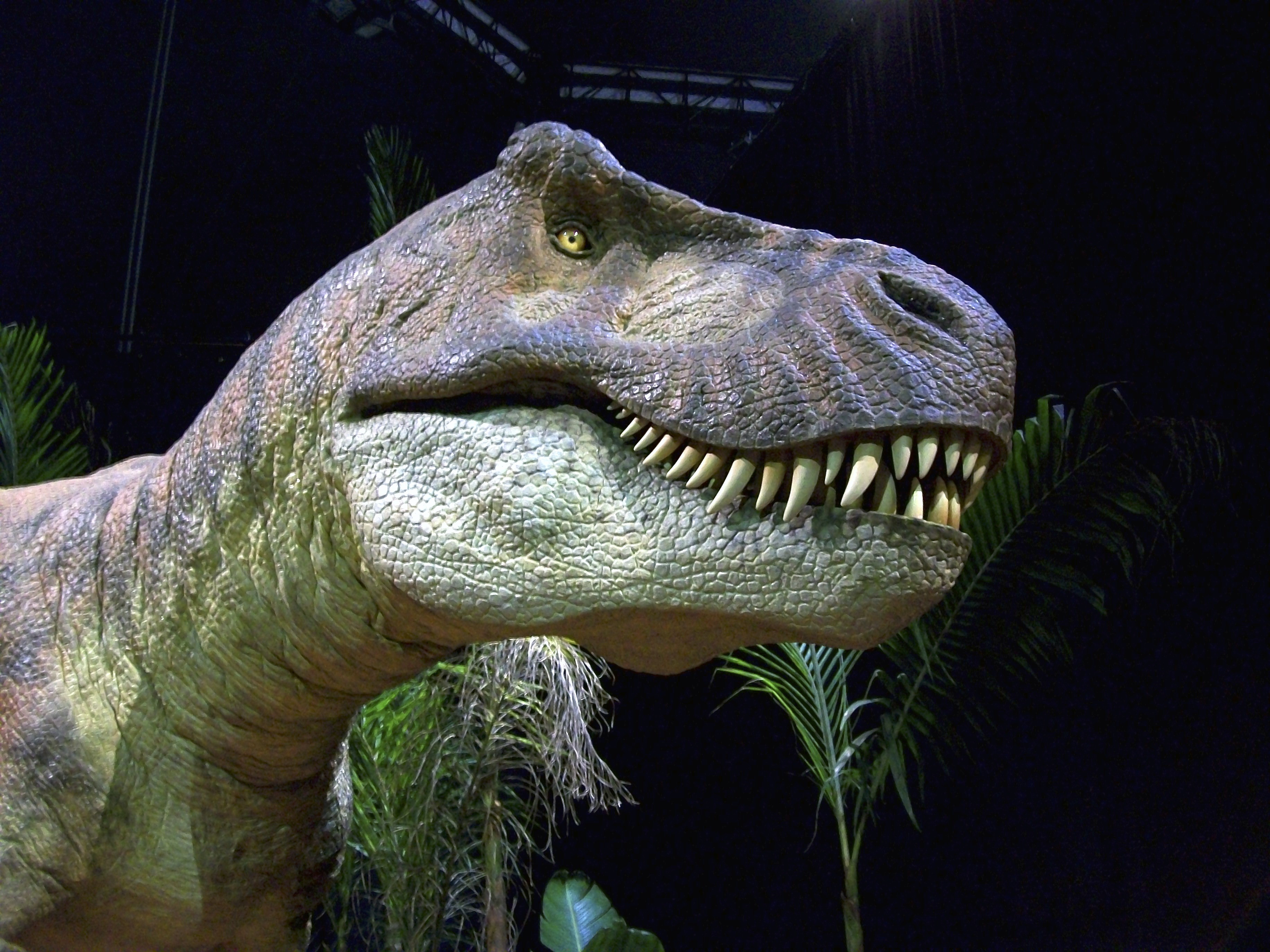 close-up, nature, animal wildlife, one animal, bones, tyrannosaurus rex, predator, black background, danger, gray, huge, dinosaur, prehistoric, teeth, robot, HD Wallpaper