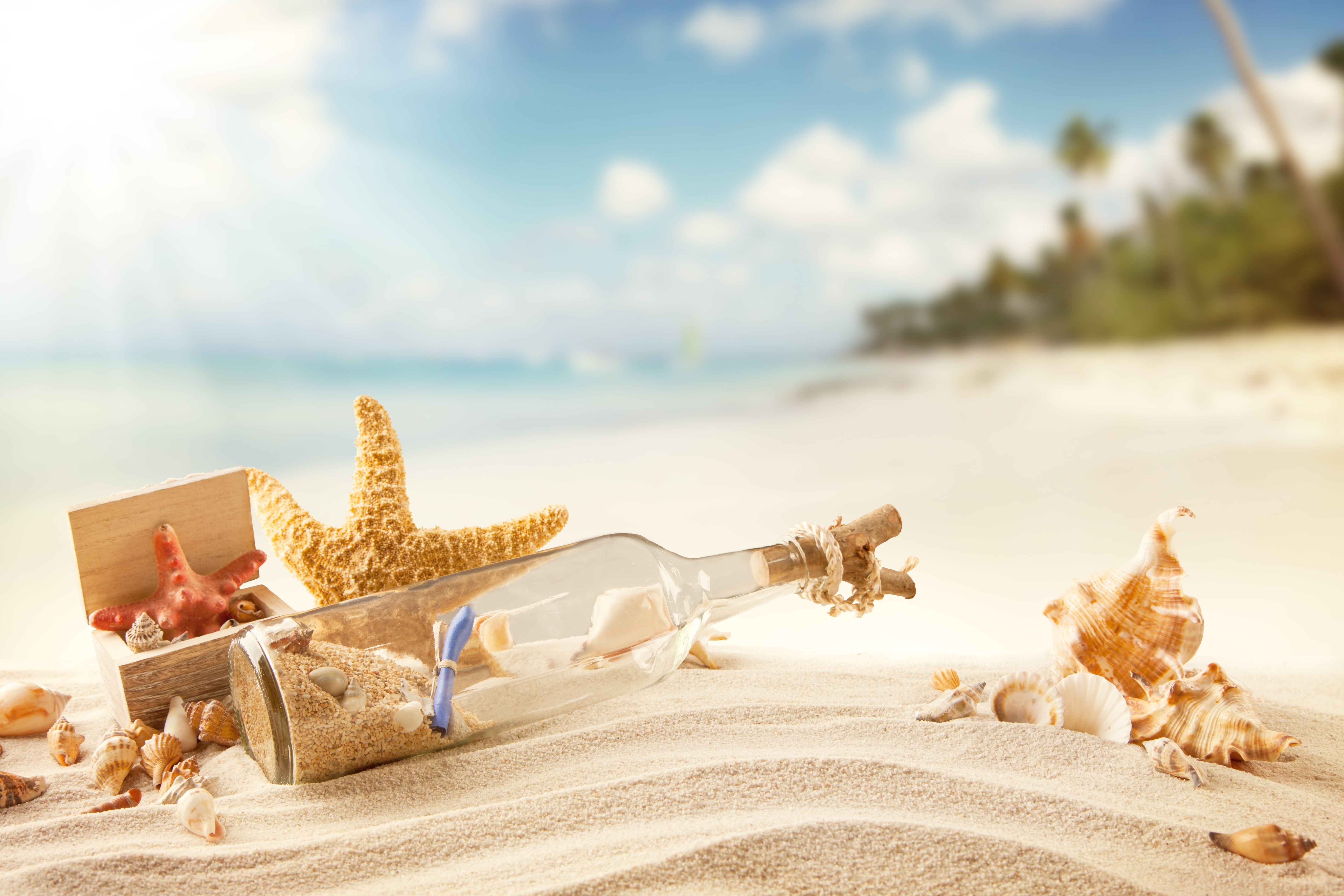 animal themes, clear, tropical, coastline, waters Edge, tranquil Scene, glass, conch Shell, seascape, bottle, tropical Climate, the sun, mammal, close-up, HD Wallpaper