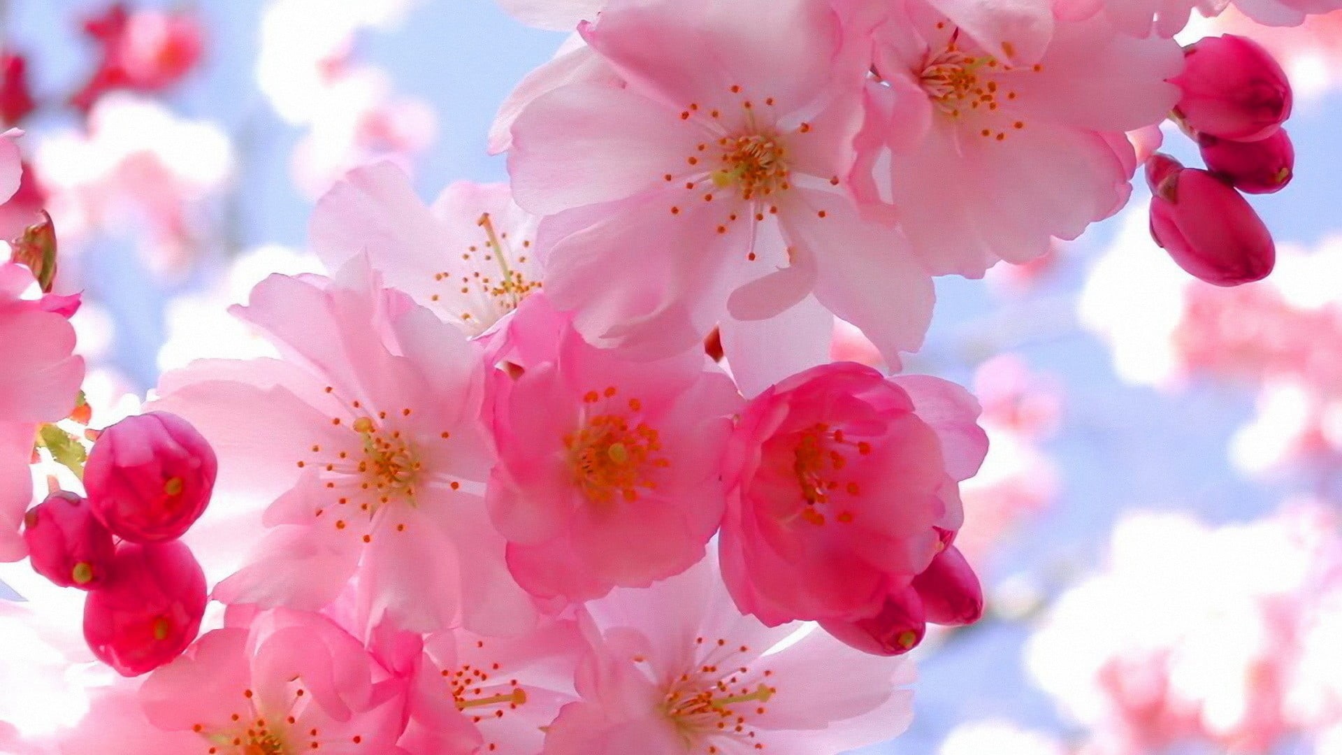 day, tree, sky, 1080P, flower head, plants, pollen, outdoors, cherry blossom, branch, freshness, close-up, springtime, plant, nature, flowers, no people, HD Wallpaper
