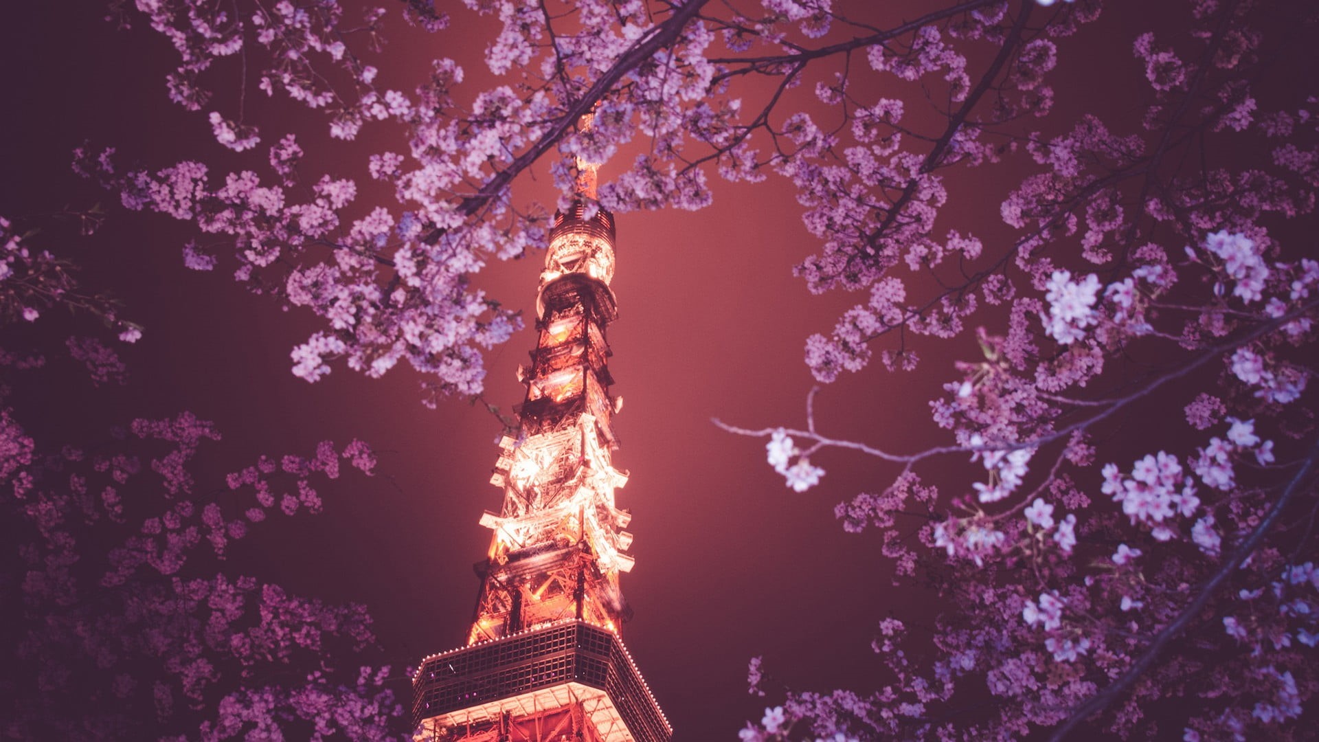 Japan, fragility, pink, cherry blossom, growth, nature, religion, plant, building exterior, outdoors, cherry tree, low angle view, 1080P, tree, cherry, HD Wallpaper