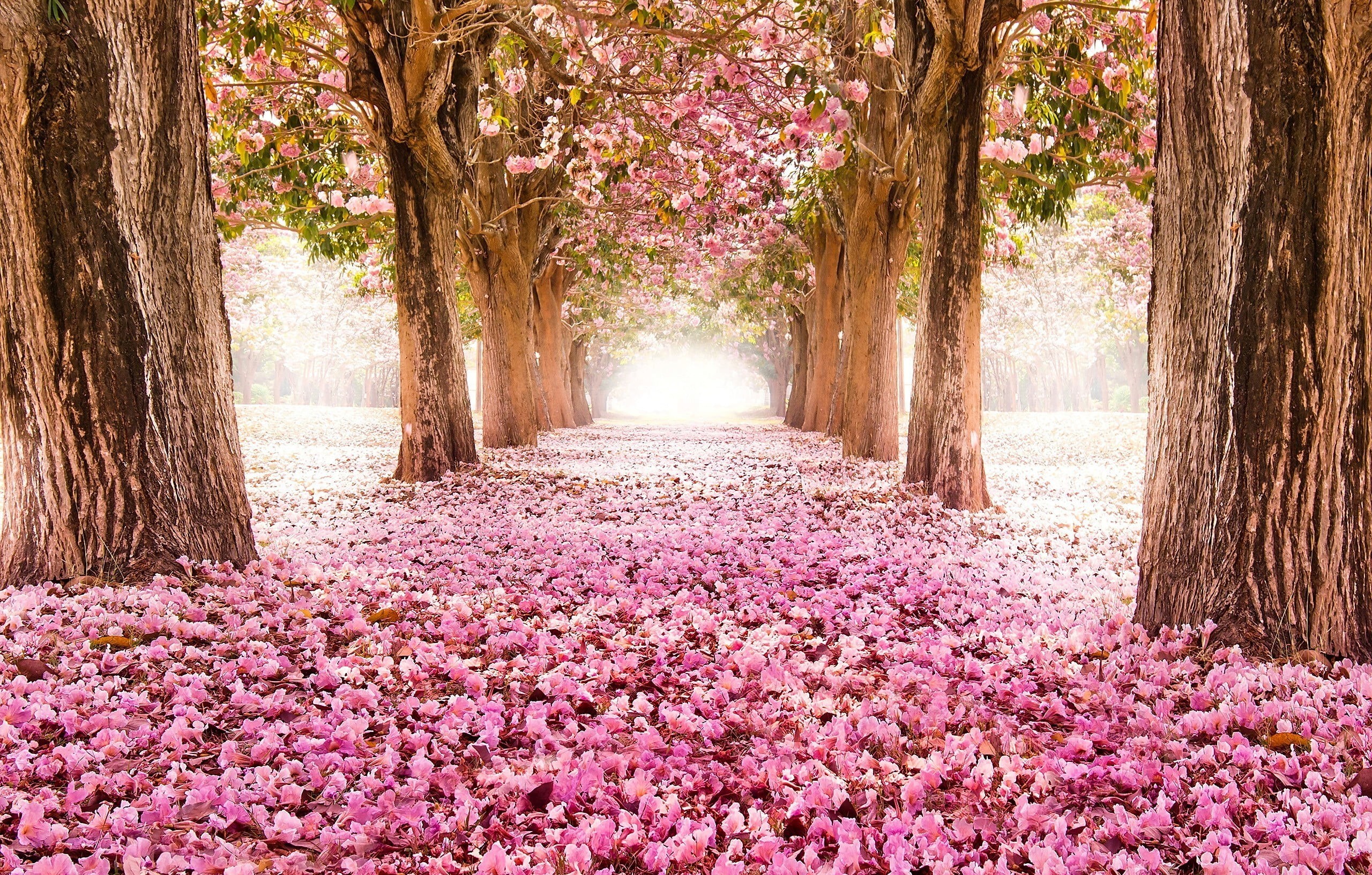park - man made space, trunk, outdoors, nature, plant, no people, change, flowers, tree, treelined, diminishing perspective, land, growth, pink color, the way forward, HD Wallpaper