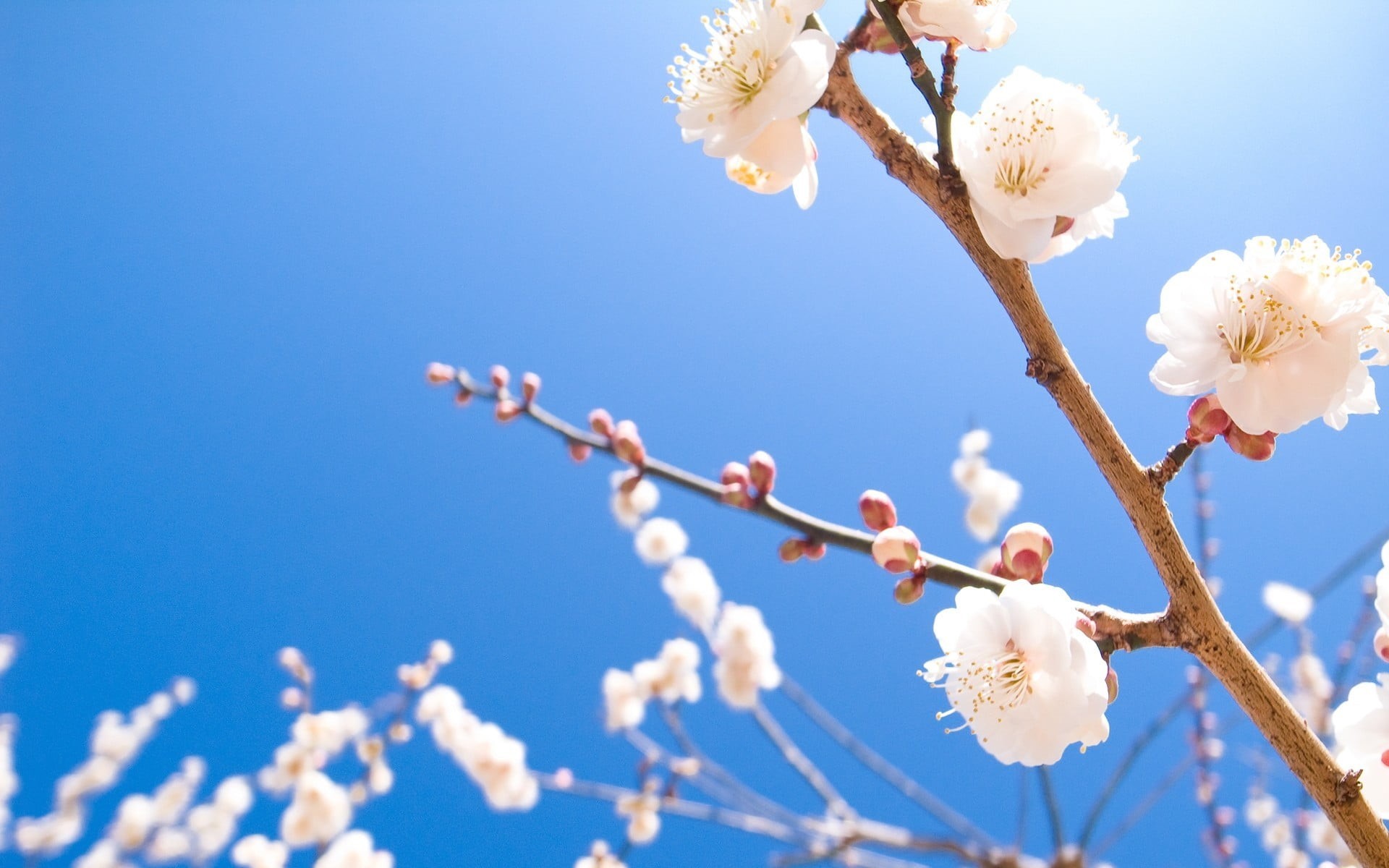 plant, no people, day, fragility, spring, nature, petal, freshness, cherry tree, blossom, flower, flower head, vulnerability, tree, white, sky, white flowers, HD Wallpaper