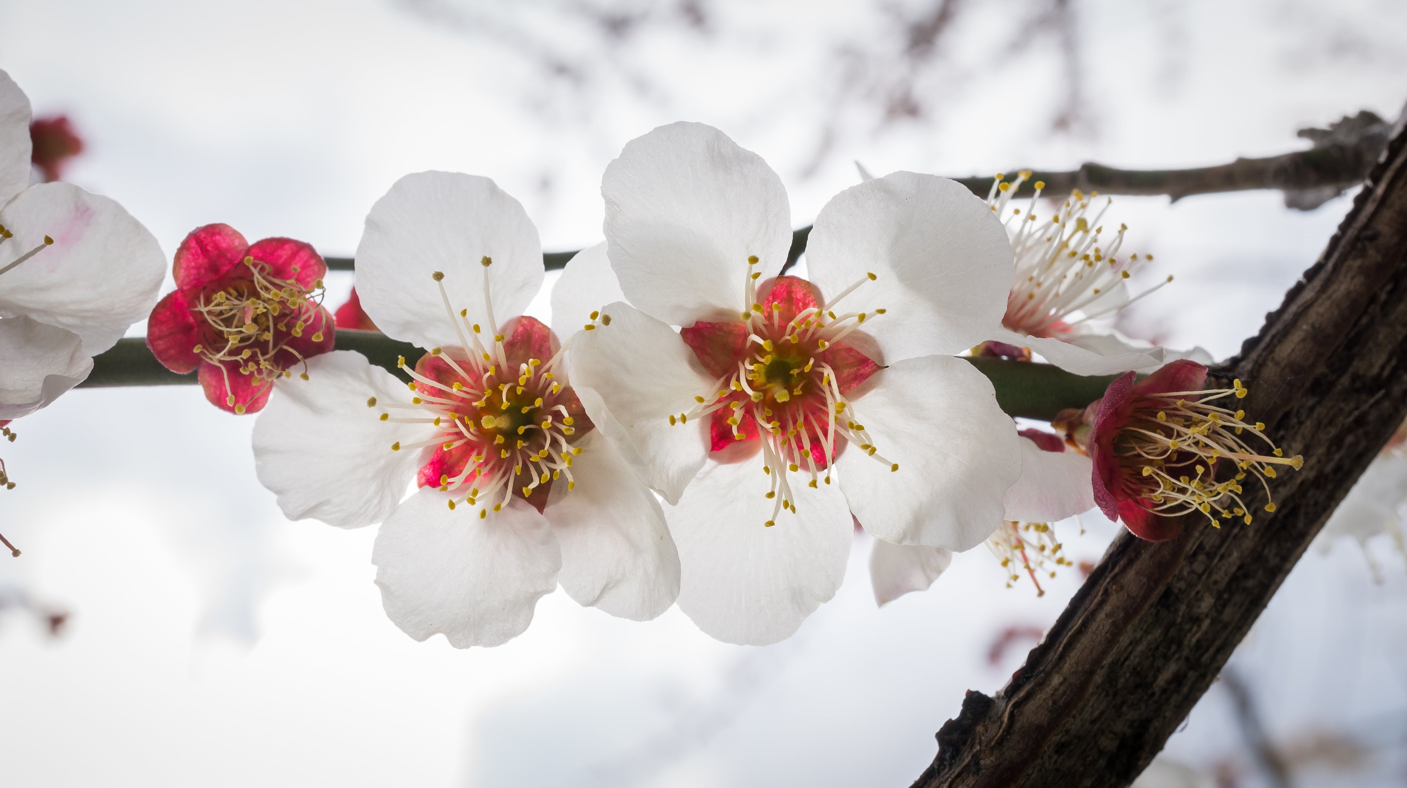 flower tree, vulnerability, cherry blossom, fragility, flower, winter, nature, branches, growth, spring flowers, 4K, close-up, cherry tree, petal, flowering plant, HD Wallpaper