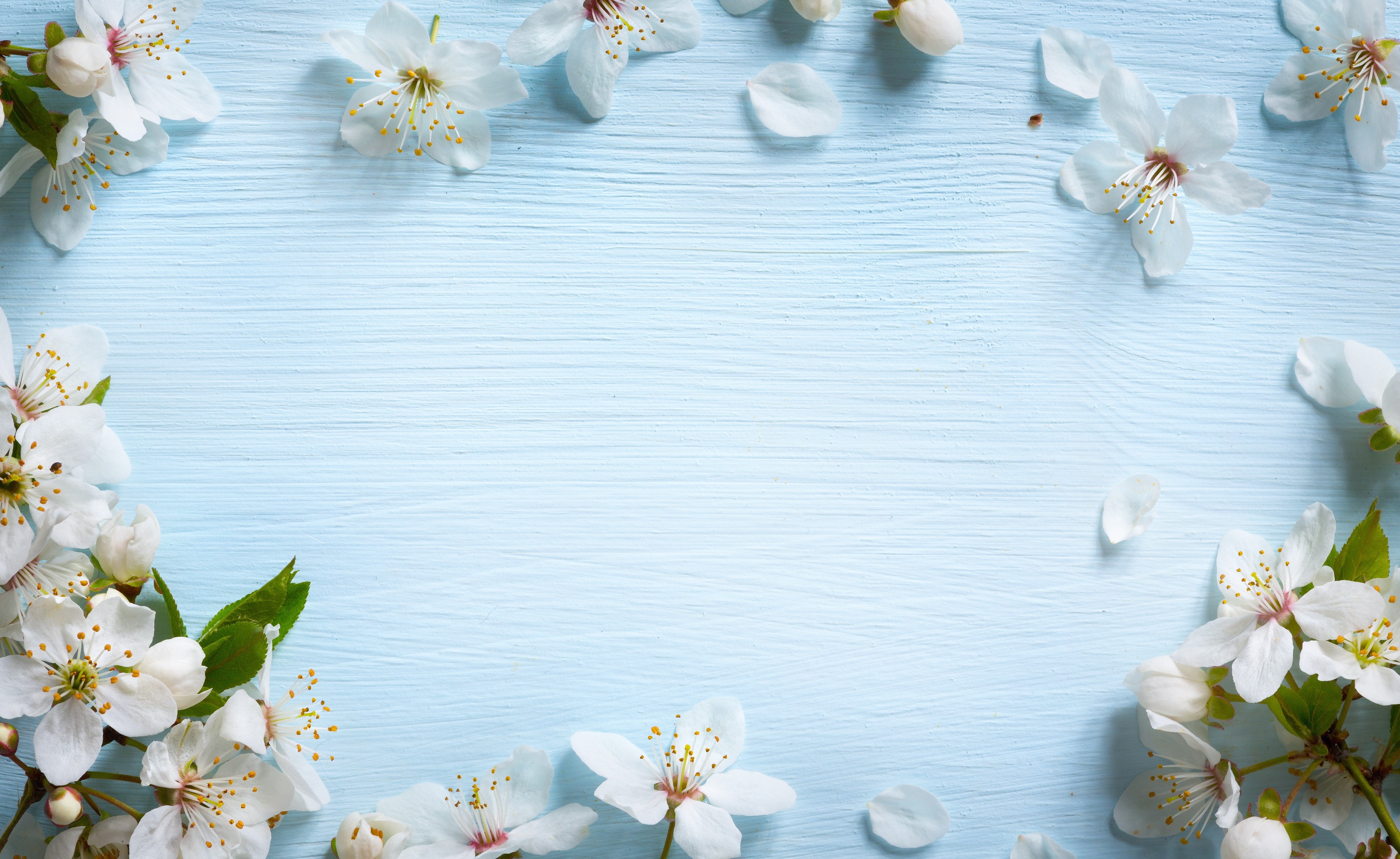 branch, beauty In Nature, indoors, romance, spring, close-up, flower, springtime, blossoms, summer, bouquet, blue, inflorescence, vulnerability, white color, HD Wallpaper