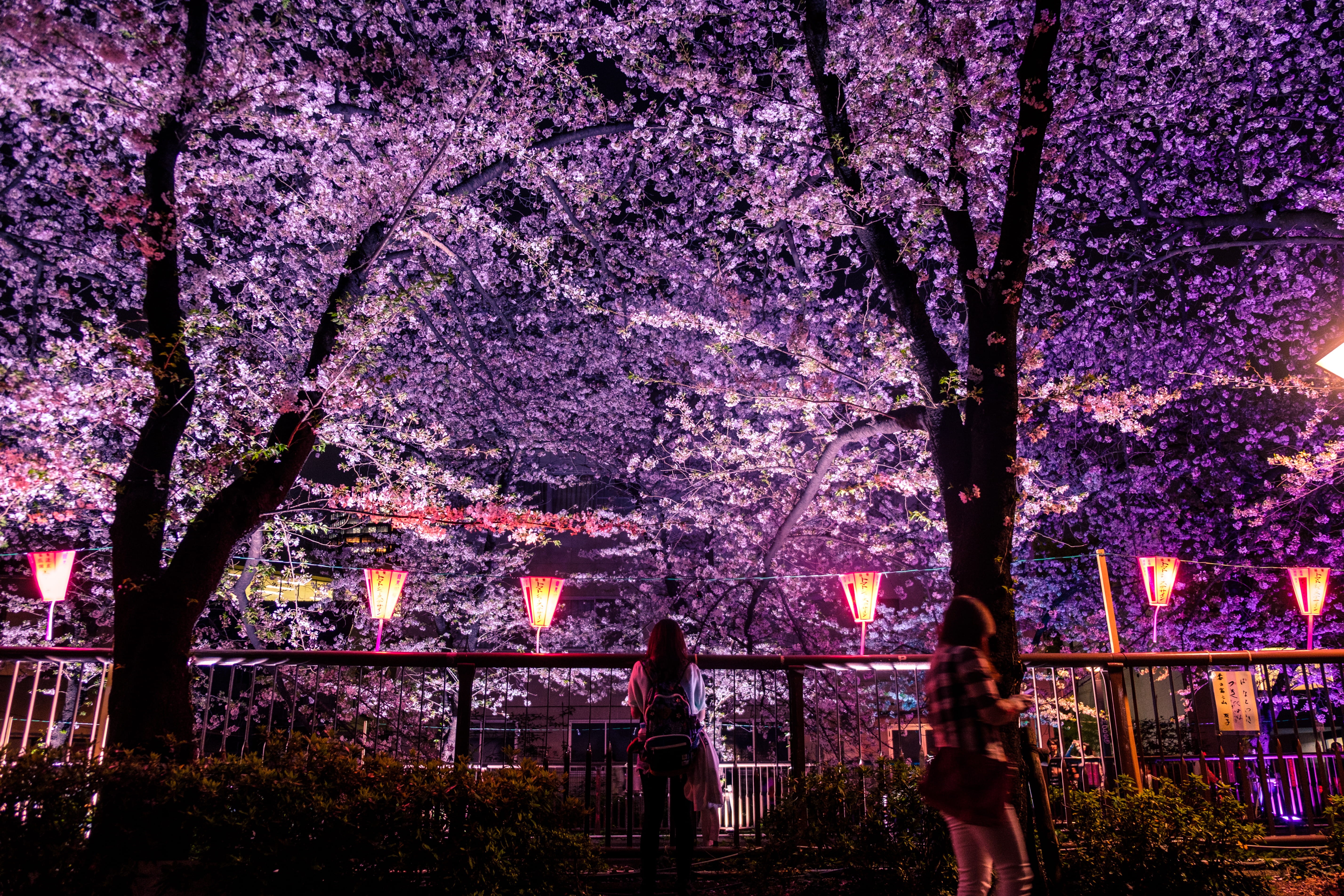 building exterior, pink color, architecture, tree, cherry tree, japan, woman, beauty in nature, cherry blossom, blossom, fragility, growth, night, outdoors, HD Wallpaper