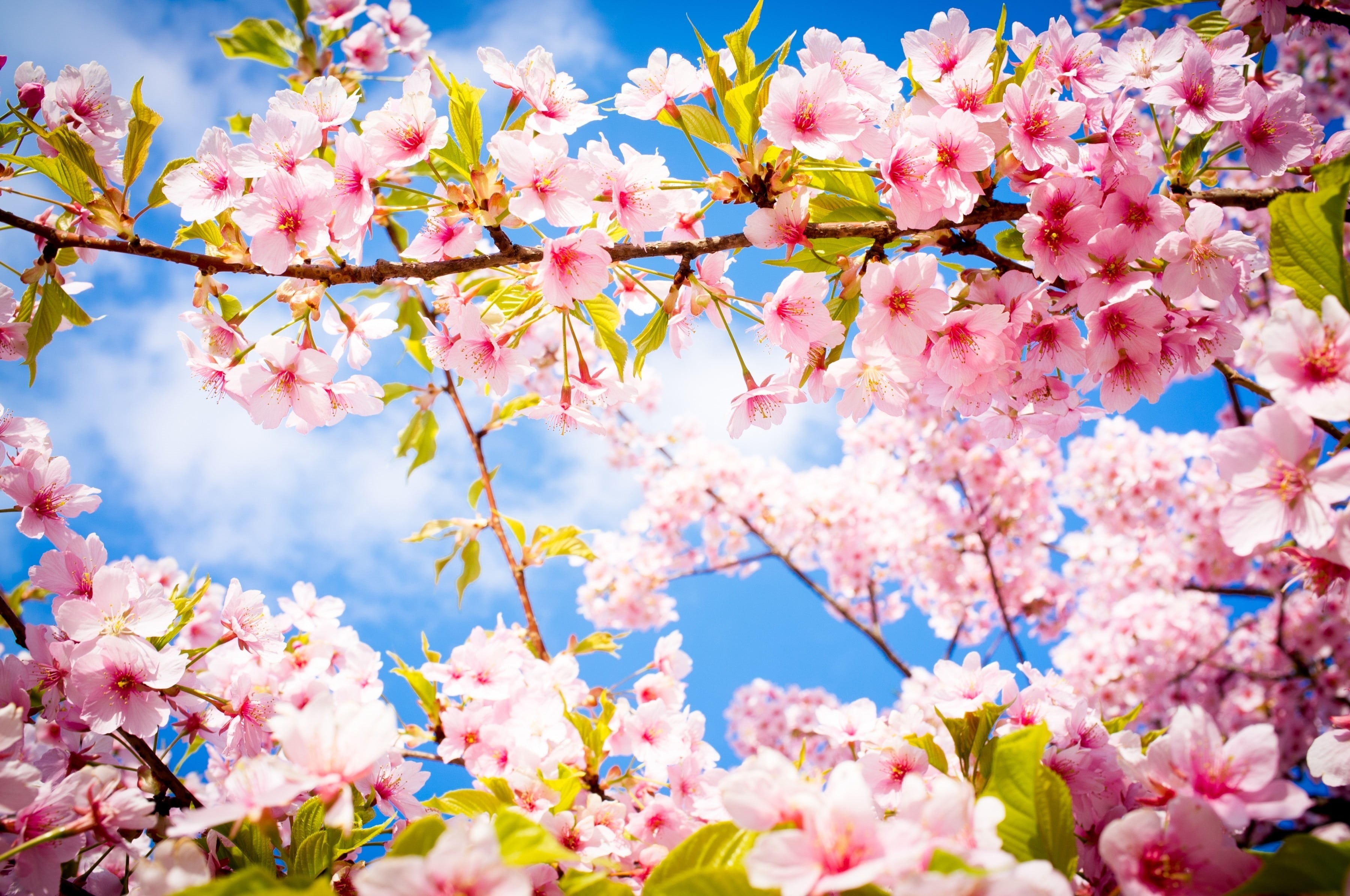flowers, nature, flower head, 2K, tree, plant, pink color, cherry tree, no people, photography, cherry blossom, growth, springtime, flower, low angle view, HD Wallpaper