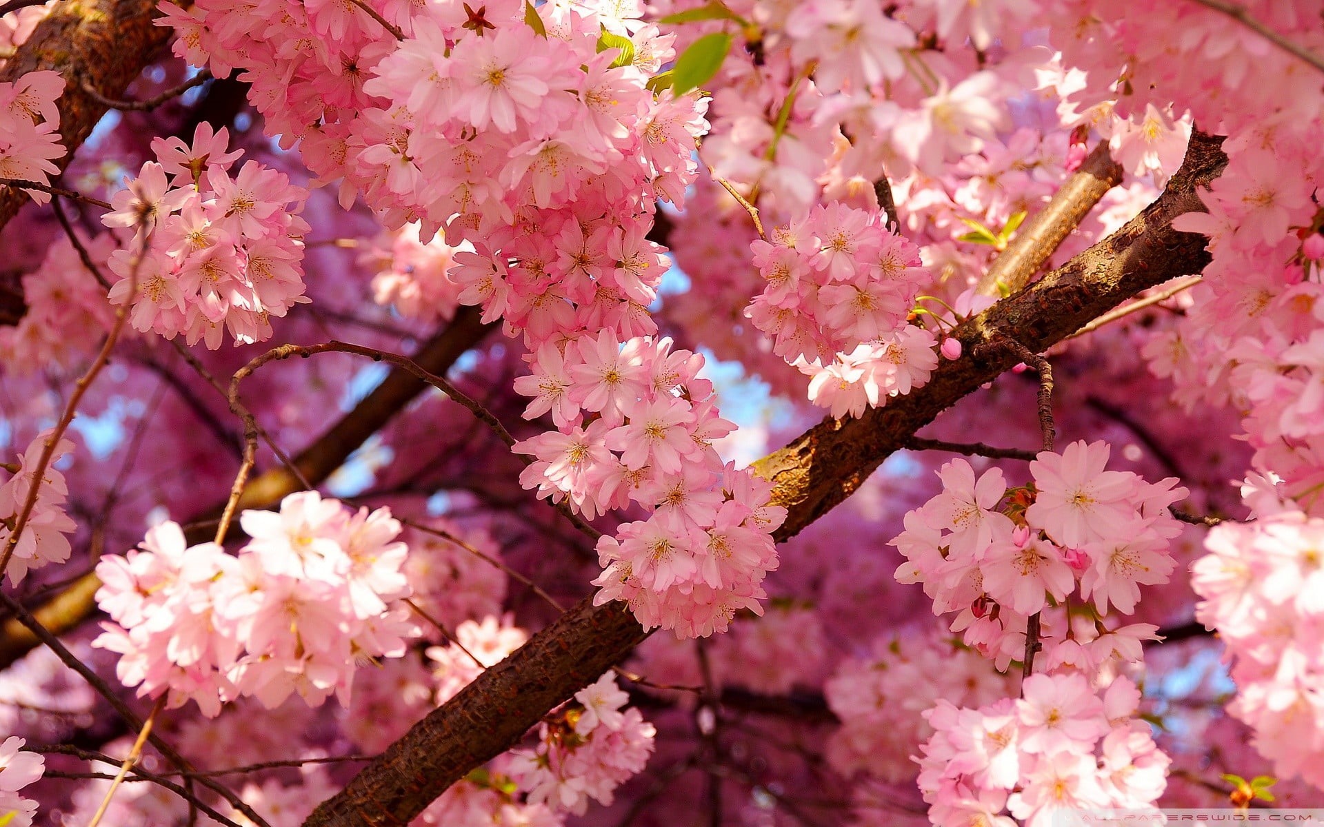growth, pink flowers, vulnerability, botany, blossom, 1080P, plant, pink Color, japan, petal, cherry, close-up, leaf, pink, cherry tree, season, flowers, HD Wallpaper