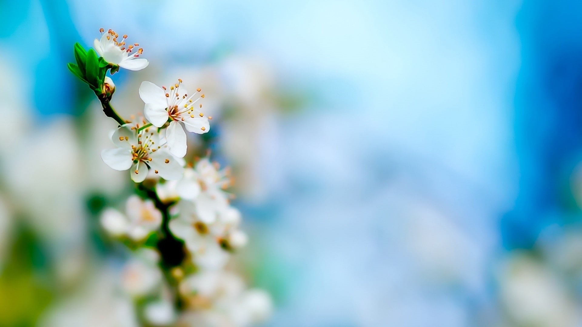nature, flower, cherry, blossom, 1080P, hd, macro, HD Wallpaper
