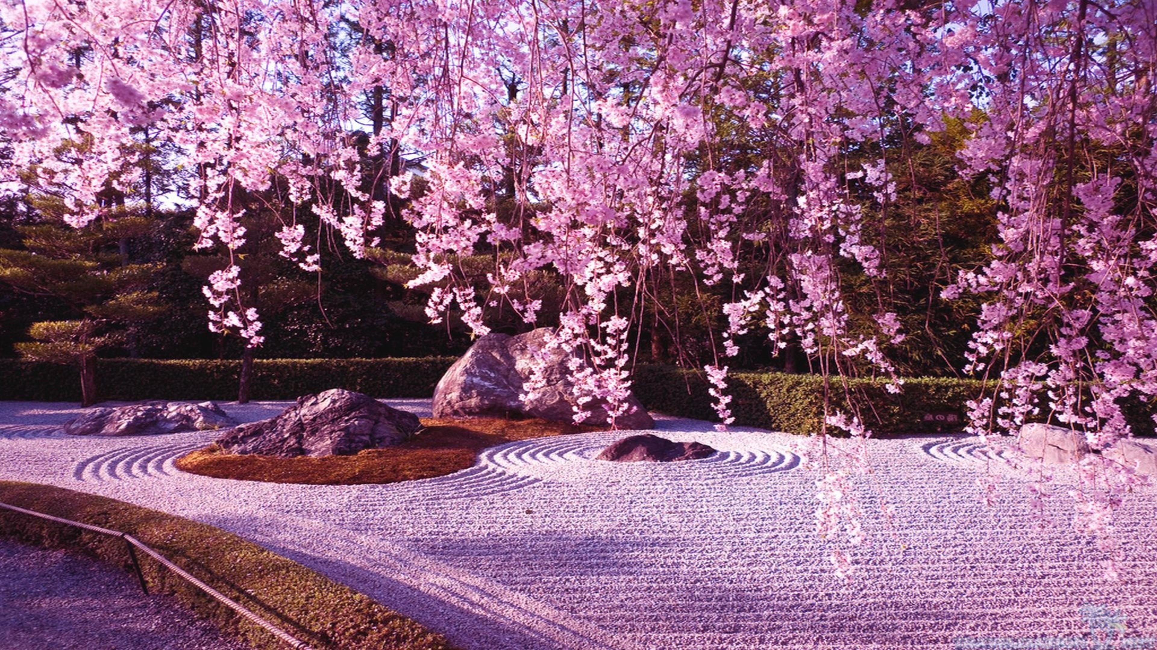 carpet, blossom, wonderful, spring, 4K, cherry tree, pink flowers, HD Wallpaper