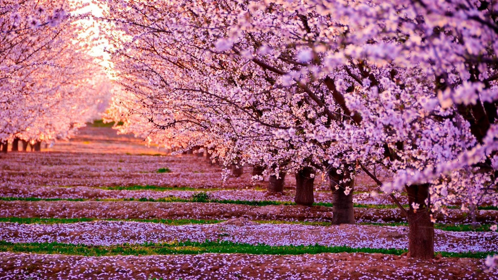 flower, pink flowers, blossom, cherry blossom, tree, tree row, sunlight, plant, spring, 1080P, morning, HD Wallpaper