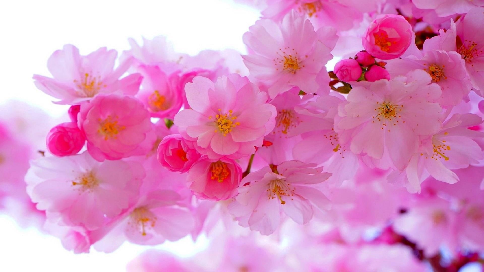 pink flower, blossom, flowers, cherry blossom, 1080P, flora, HD Wallpaper