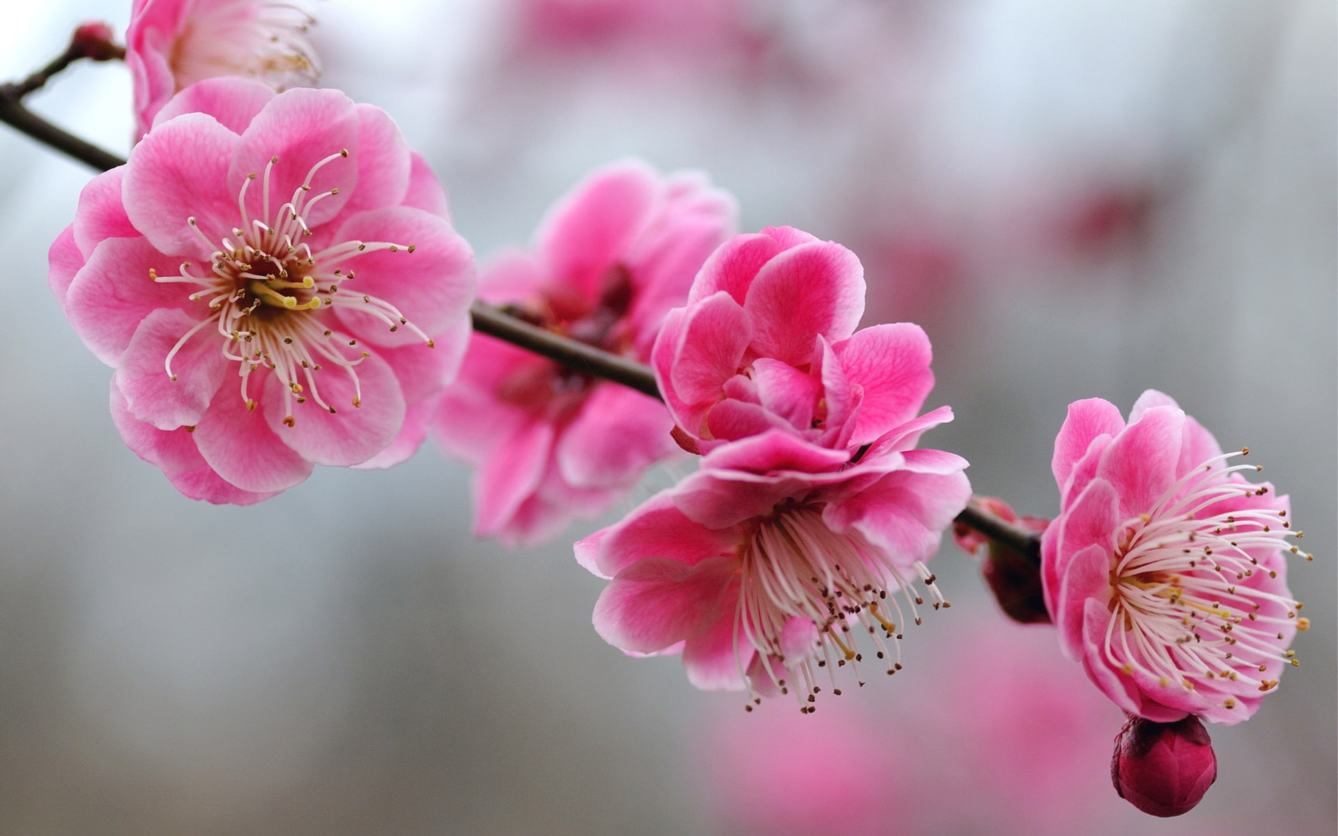 blossoms, cherry, 1080P, nature and landscape, HD Wallpaper