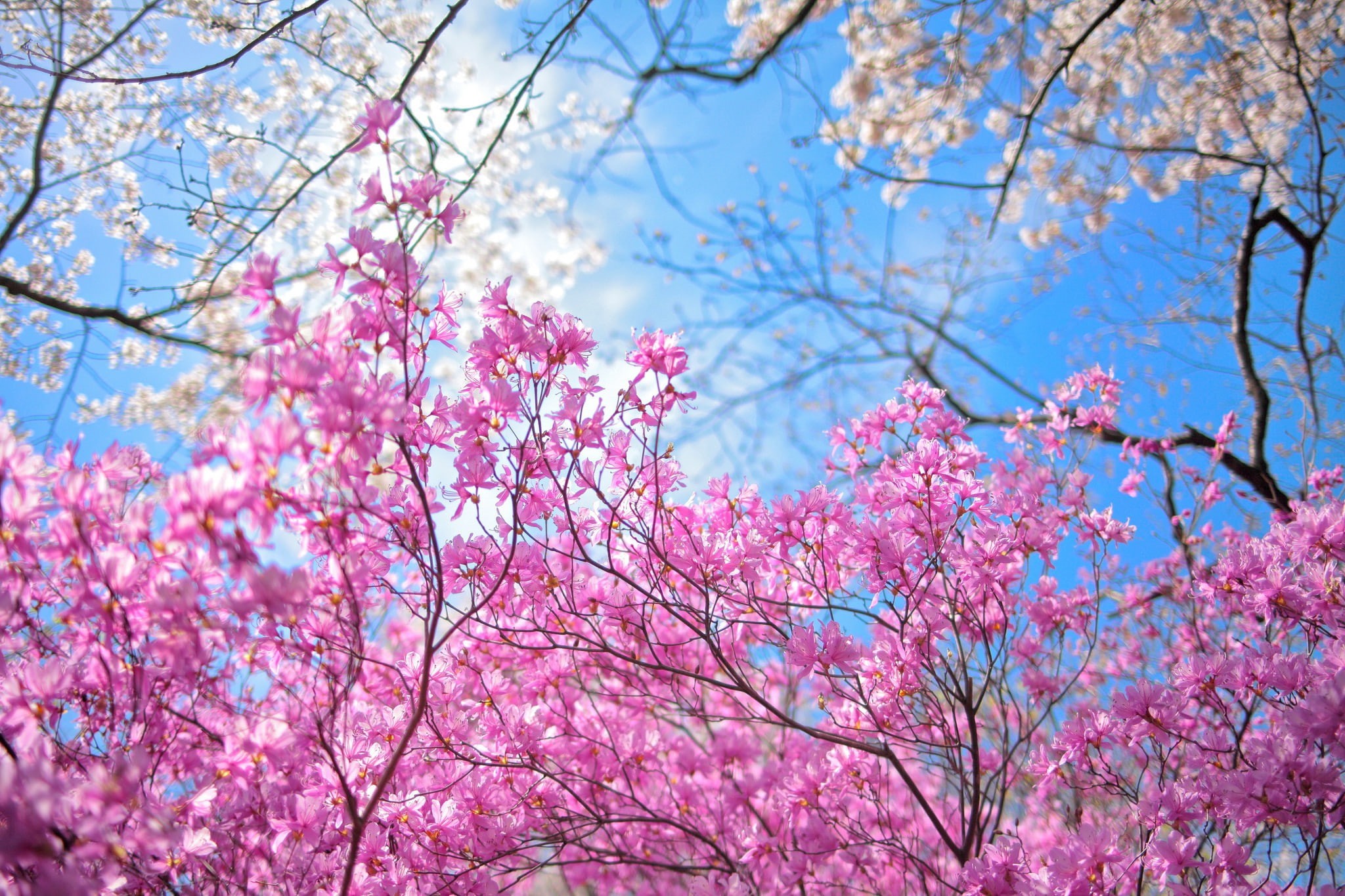 sky, flowers, garden, spring, pink, trees, 1080P, blossoms, cherry, HD Wallpaper