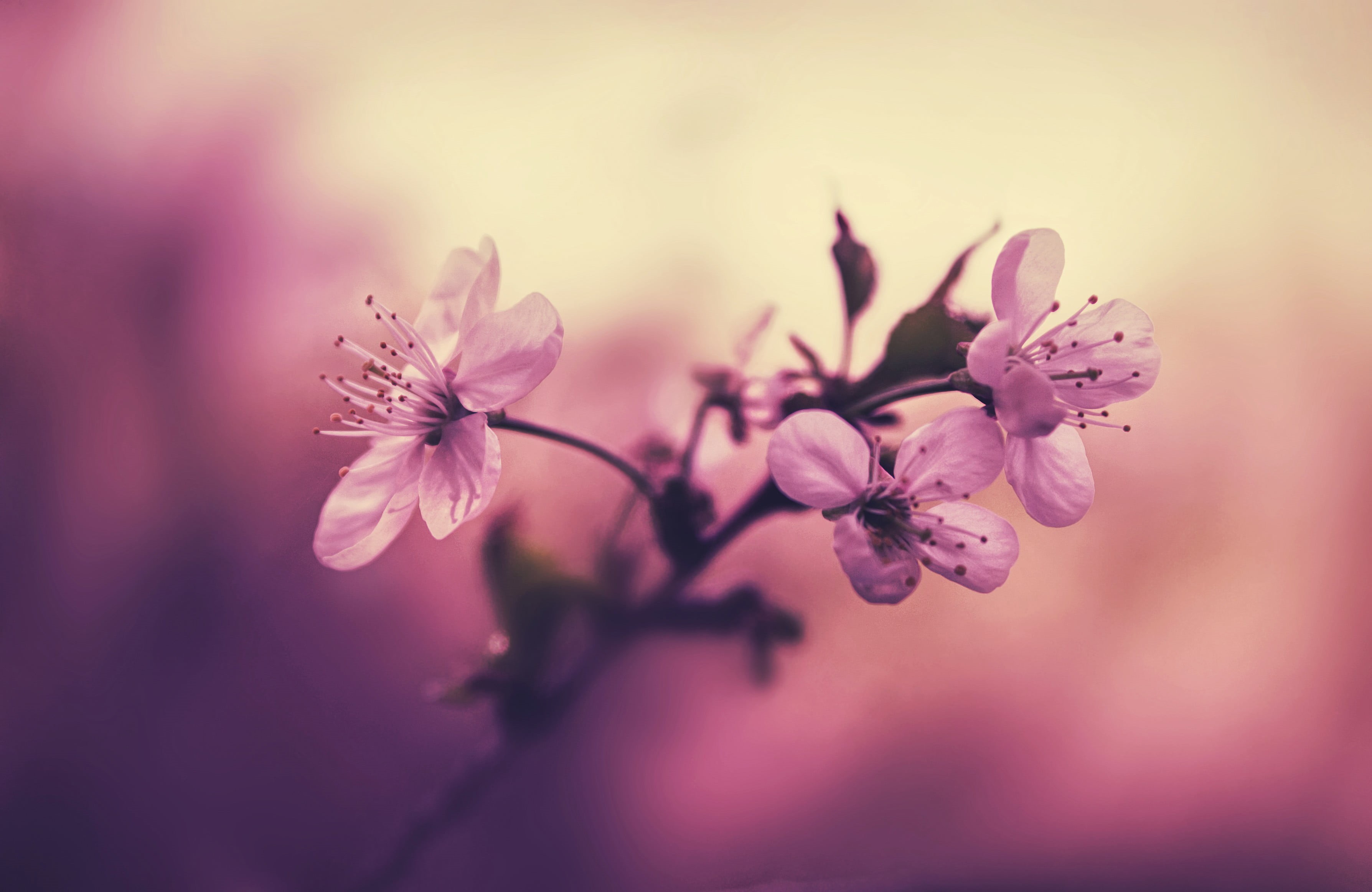 selective focus, growth, season, flowering plant, blossoming, day, flower, nature, flowers, inflorescence, cherry Blossom, outdoors, flower Head, petal, HD Wallpaper