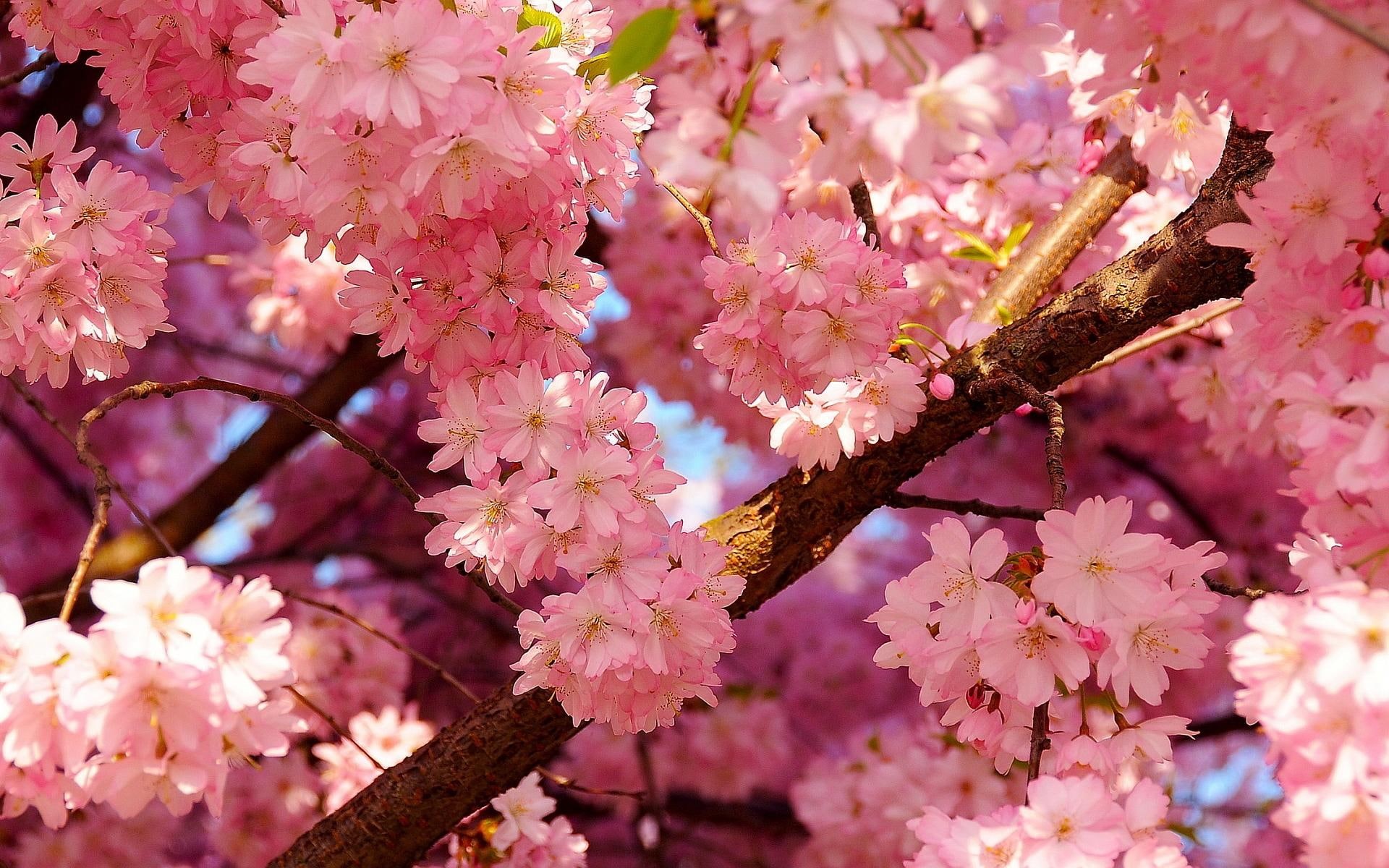 blossom, cherry, flowers, blossoms, pink, 1080P, cherry blossoms, spring, HD Wallpaper