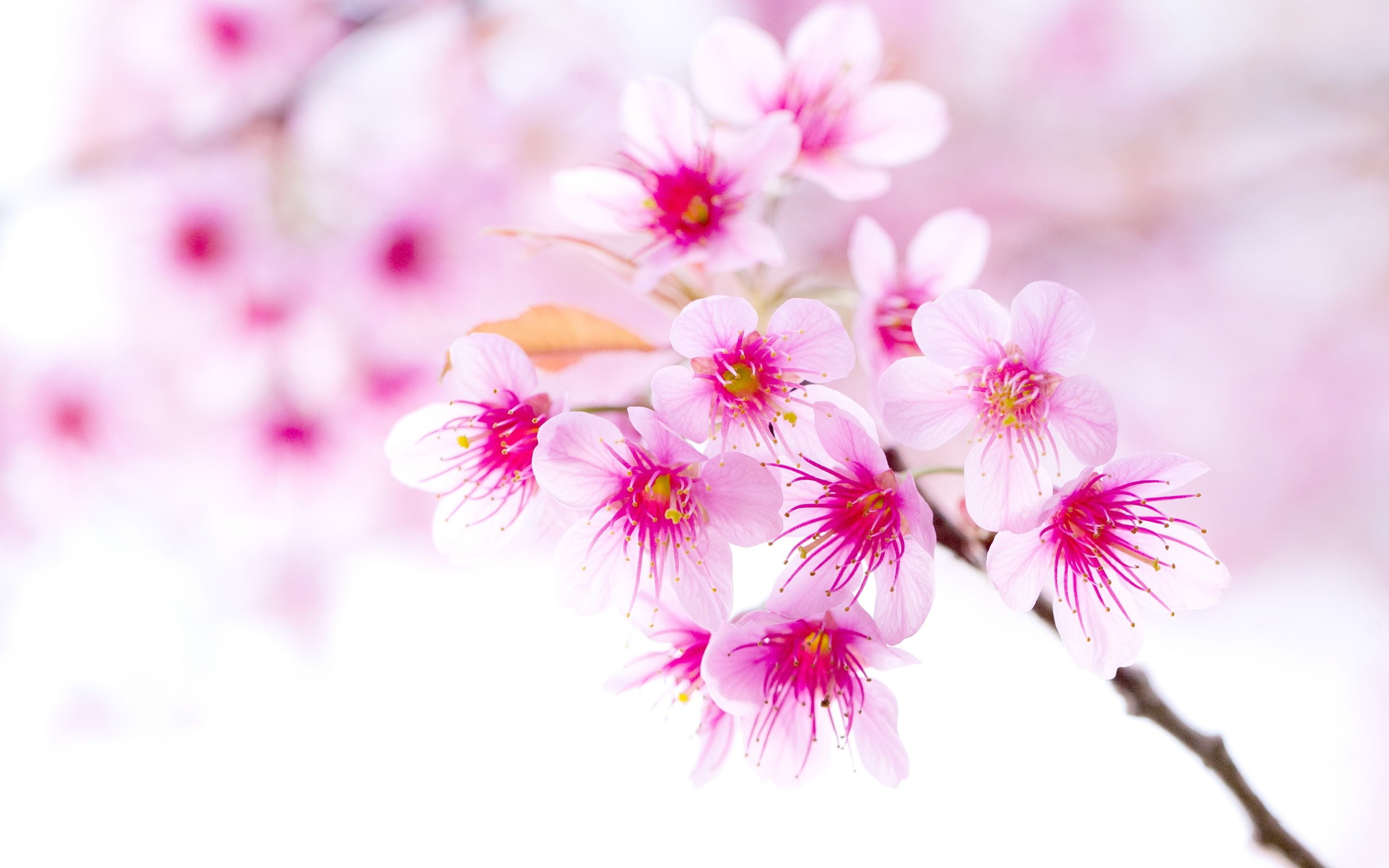Cherry, Spring, close, Flowers, Blossoms, 2K, Pink, HD Wallpaper