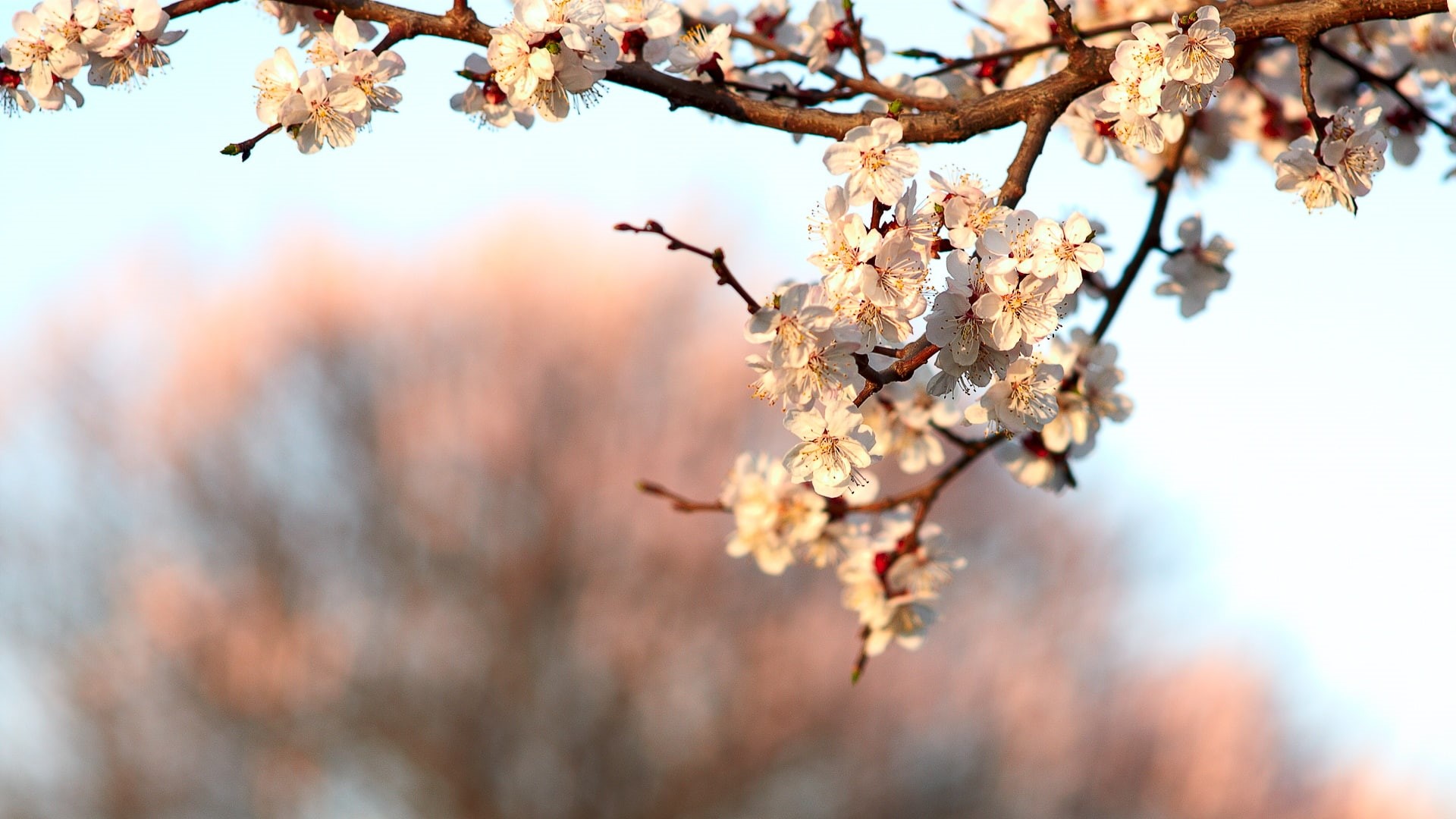 Cherry, 1080P, Spring, Flowers, Flower, Blossom, HD Wallpaper