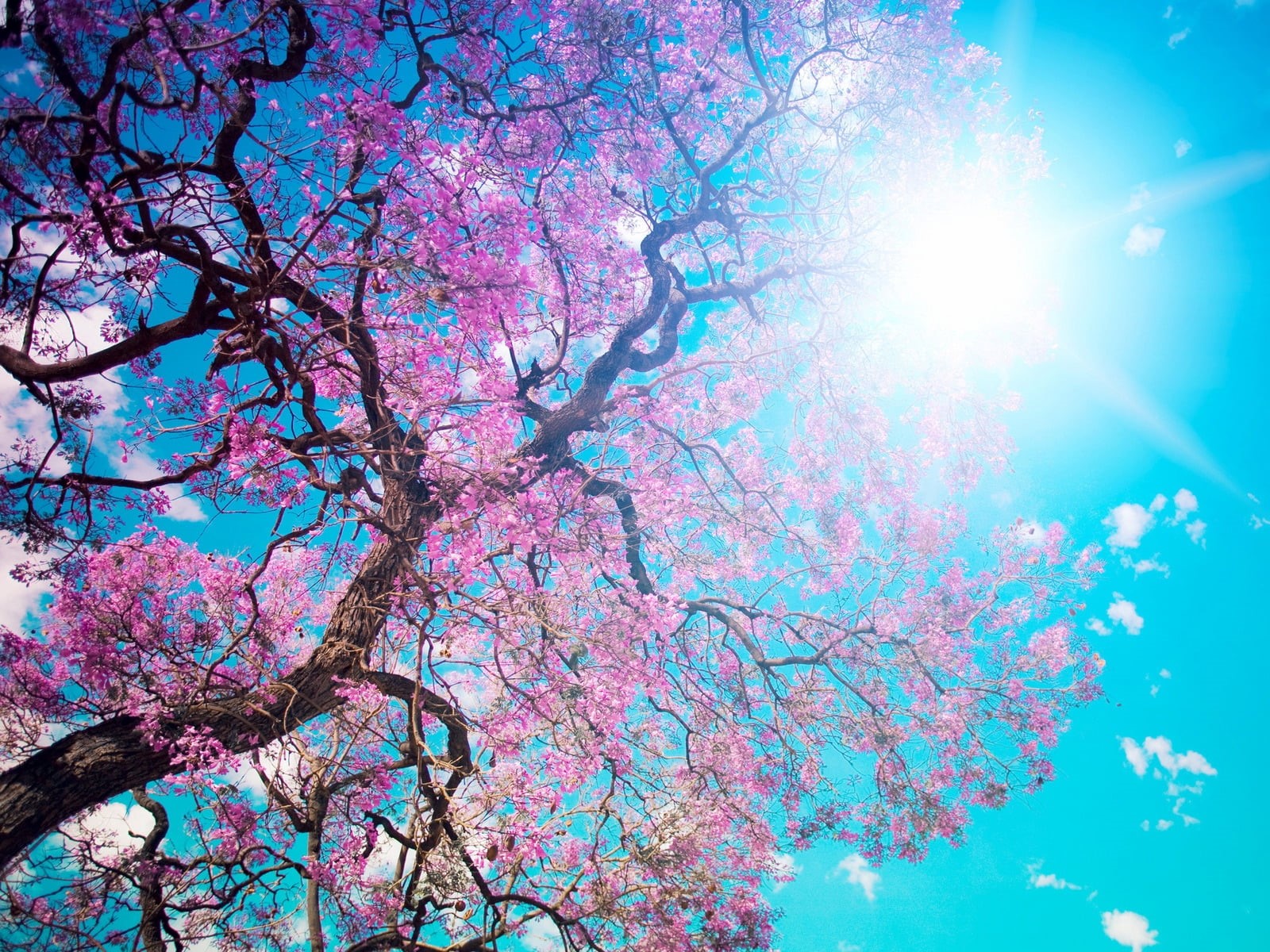pink, flower Head, branch, outdoors, flowering plant, petal, no people, backgrounds, flower, o-hanami, beauty In Nature, low angle view, japan, plant, cherry Blossom, HD Wallpaper