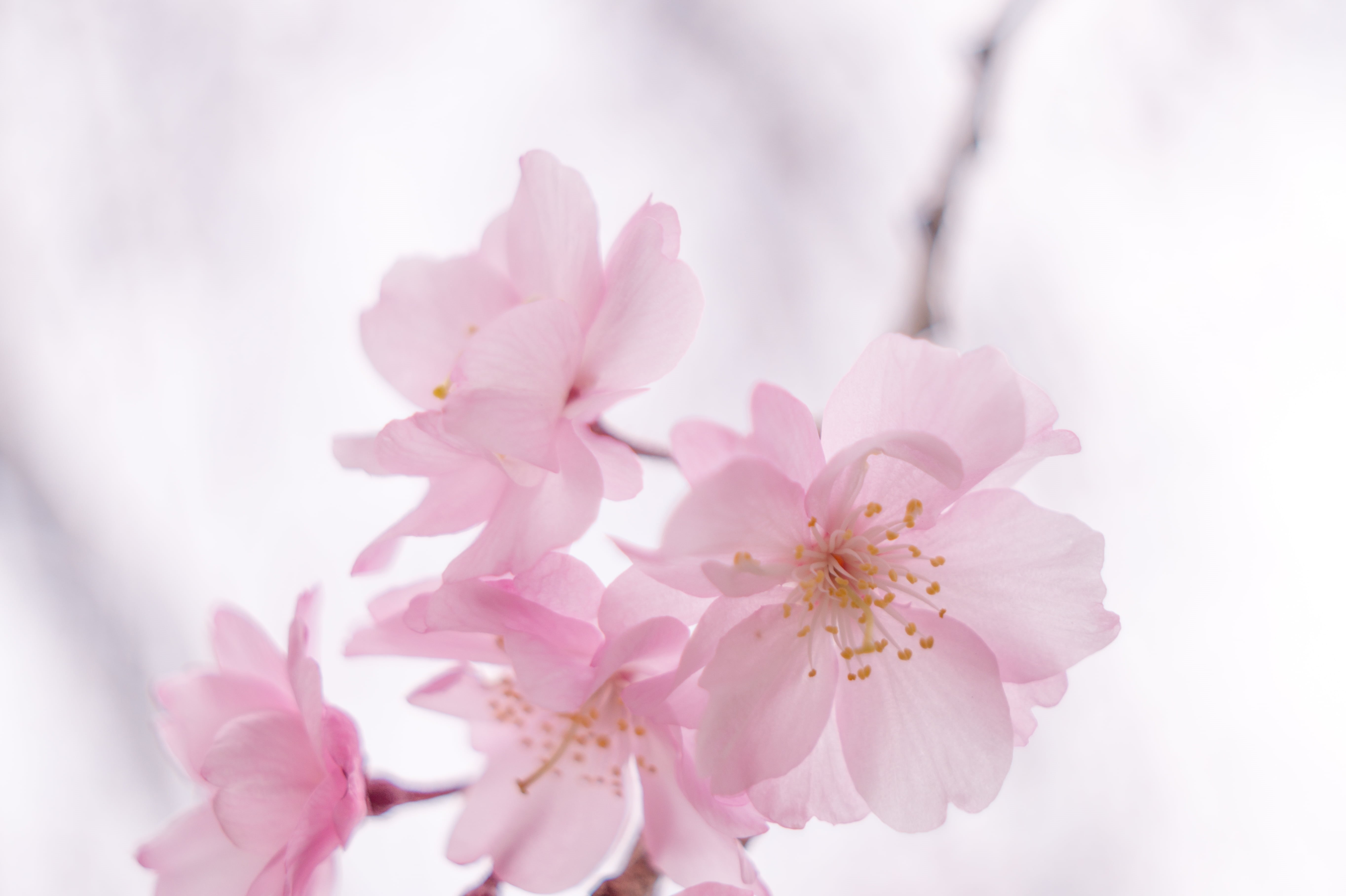 freshness, petal, 5K, pink Color, petaled, photography, flower, focus, shallow, plant, branch, close-up, beauty In Nature, nature, blossom, springtime, HD Wallpaper
