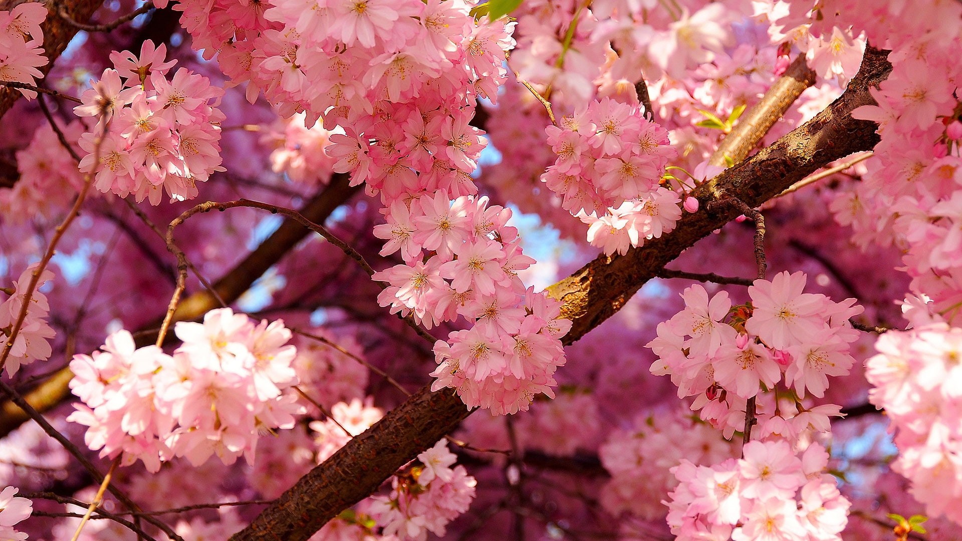 shrub, bright, flora, plant, plants, bouquet, flowers, close, 1080P, petal, growth, leaf, summer, flower, pink, season, floral, botanical, blossom, natural, HD Wallpaper
