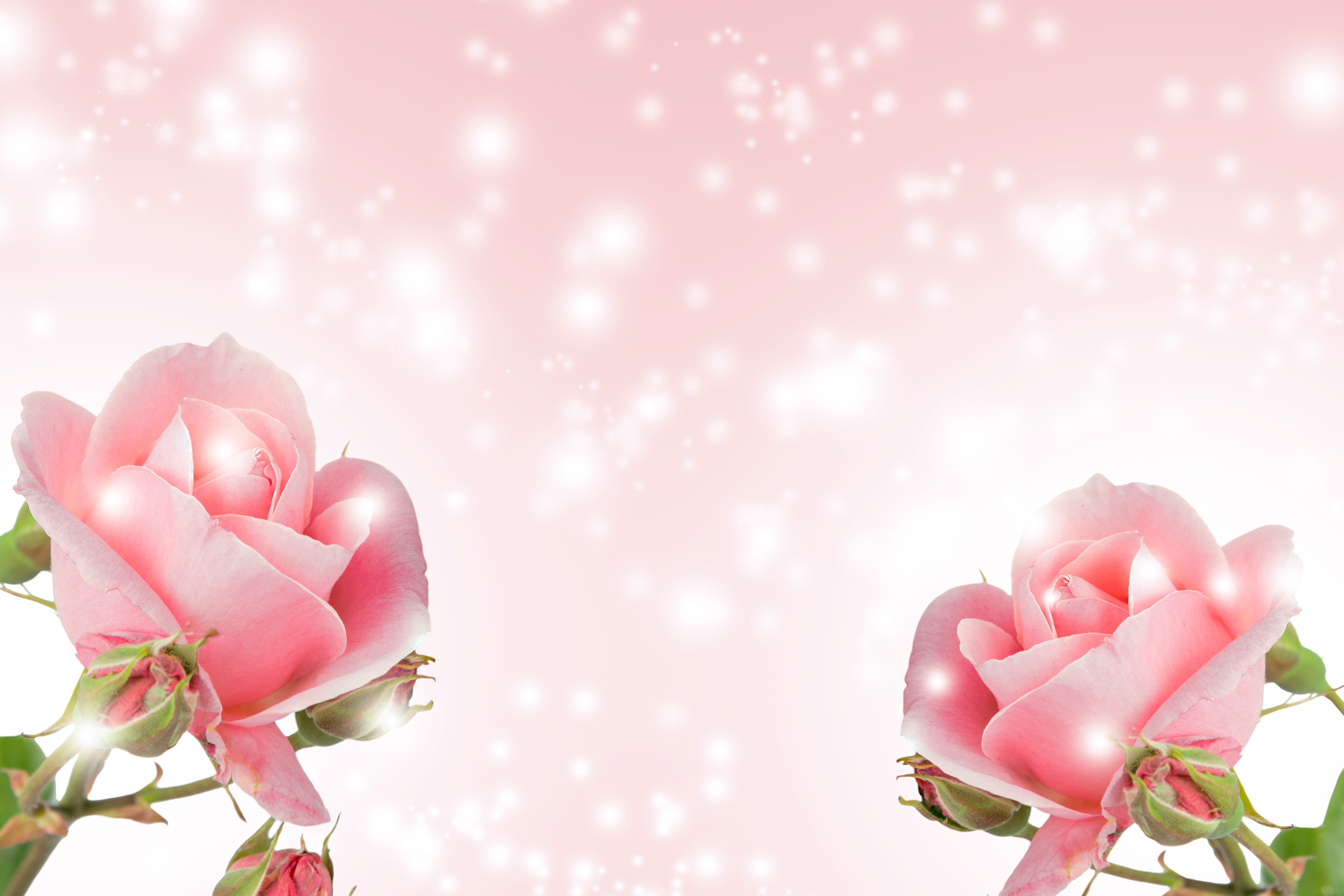 growth, advertisement, space for text, plant, colorful, decoration, decor, womens day, event, fresh, vulnerability, freshness, flower head, beige, flower, HD Wallpaper