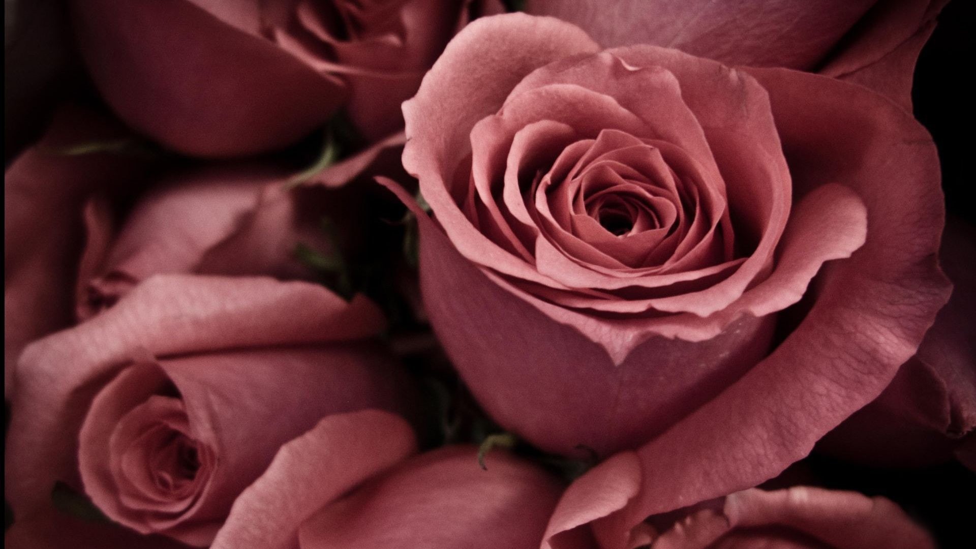 petal, color, valentine, 1080P, bouquet, love, spring, bloom, botanical, shrub, flowers, summer, natural, leaf, flora, floral, romance, pink, plant, bright, HD Wallpaper