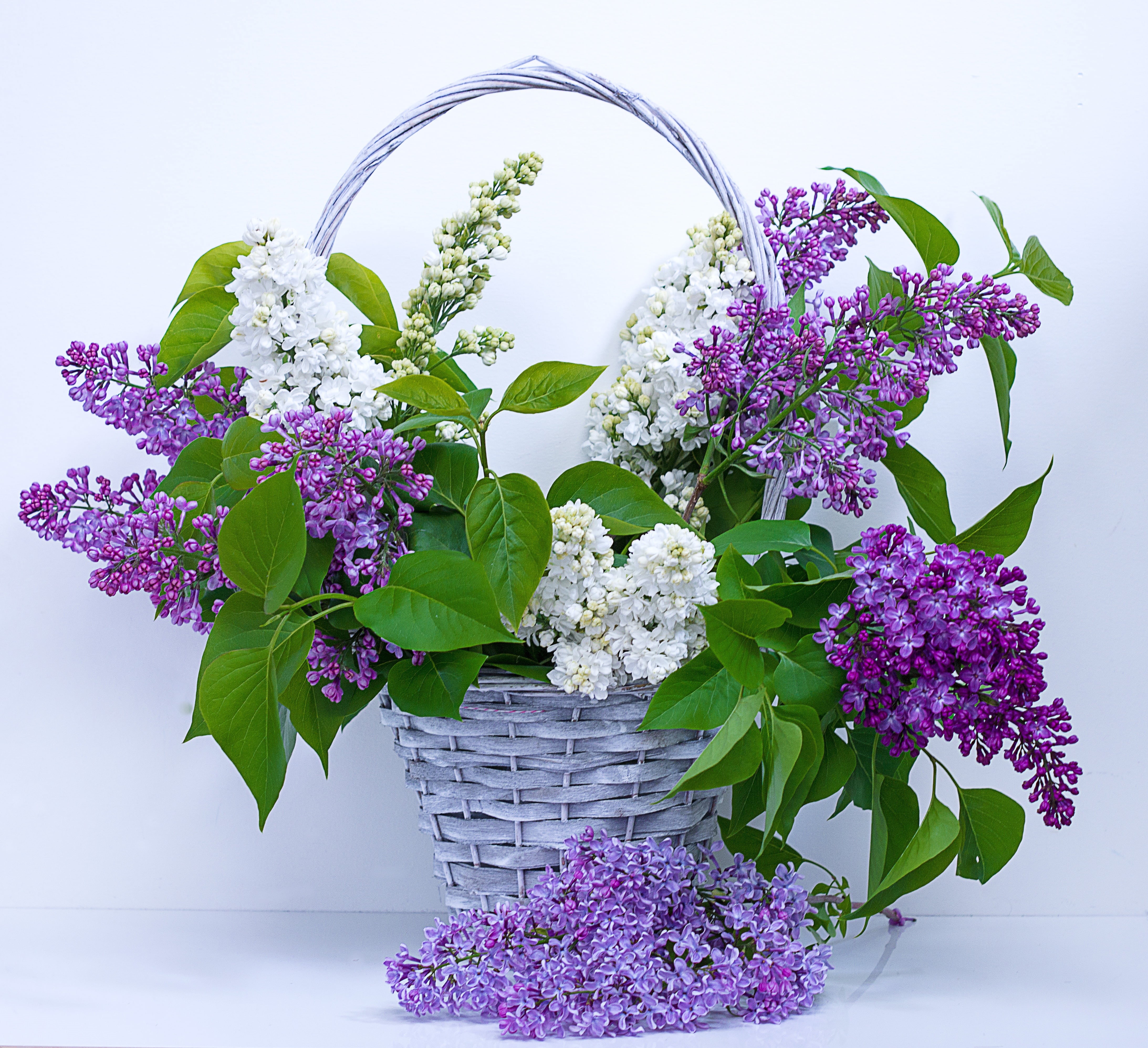 beauty in nature, vulnerability, flowers, seasonal, inflorescence, summer, botanic, natural, daisy, decoration, freshness, bouquet, plant, plant part, flowering plant, HD Wallpaper