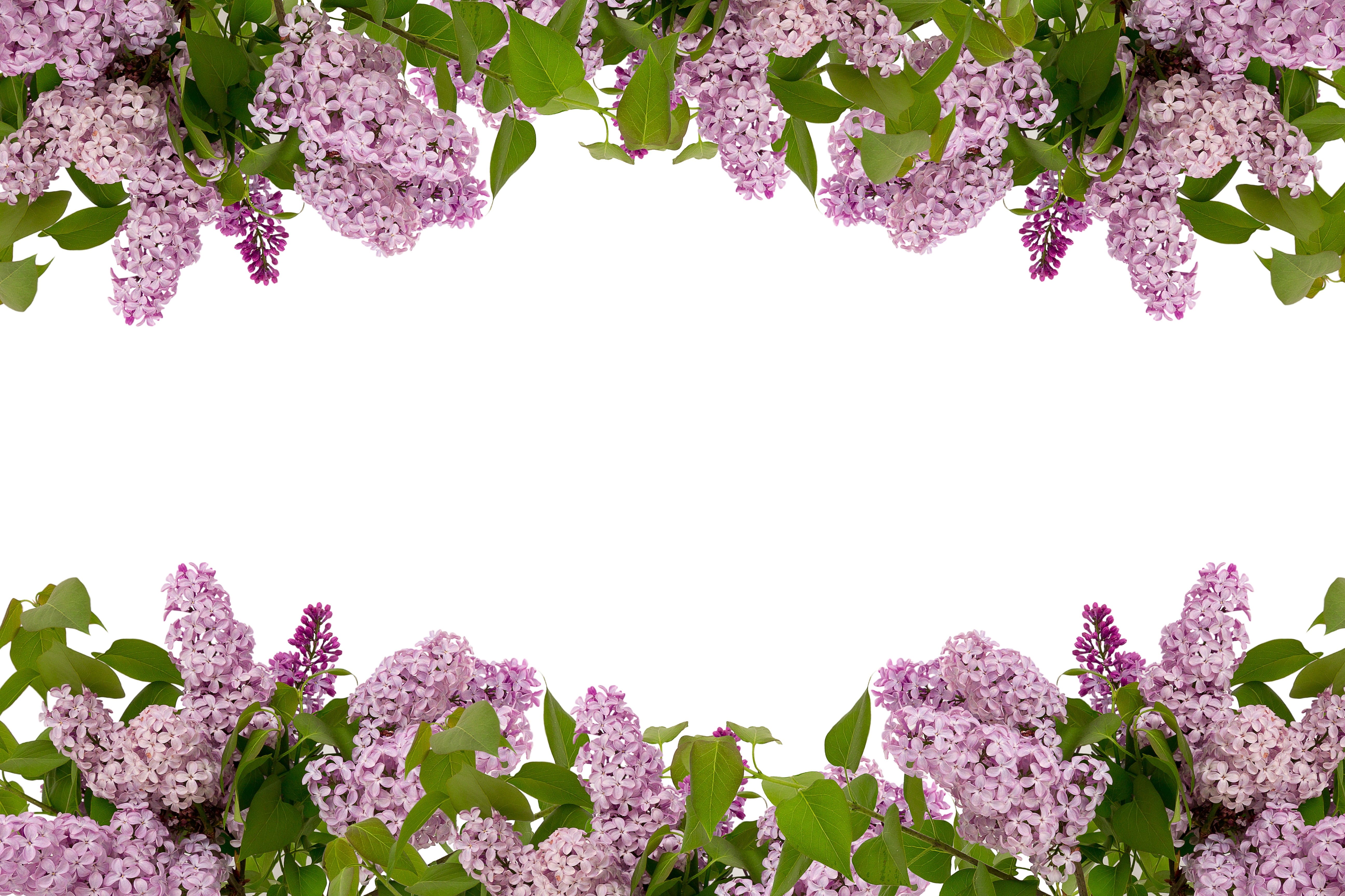 flower, vulnerability, beauty in nature, style, greeting, bunch of flowers, landscape, celebration, flowering plant, outdoors, group, isolated, lilac, green, HD Wallpaper