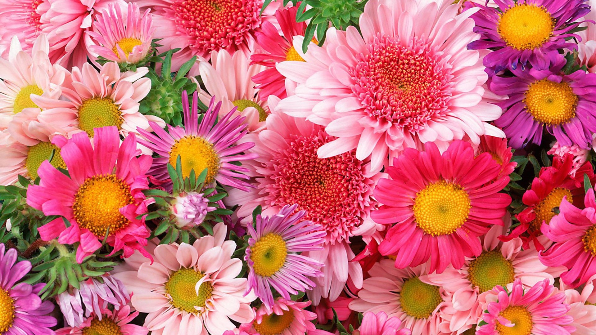 decoration, detail, daisy, freshness, bright, floral, closeup, petals, garden, flower head, stem, beauty in nature, pink color, botanical, leaves, bunch of flowers, HD Wallpaper